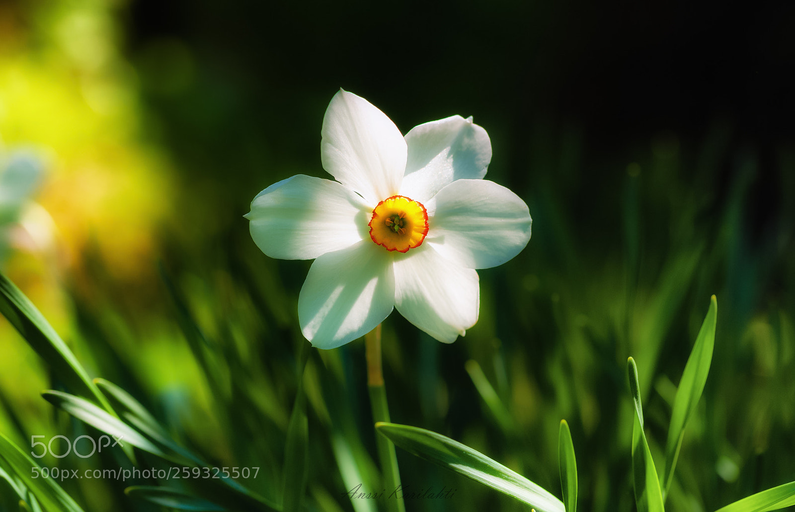 Nikon D700 sample photo. Narcissus close up photography