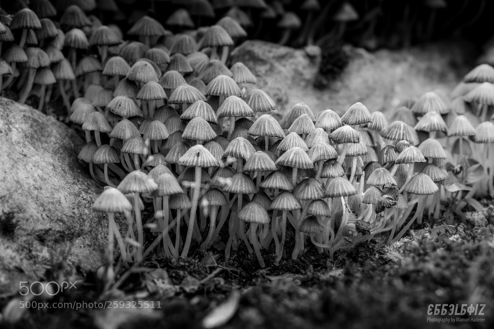 Sony ILCA-77M2 sample photo. Mushroom city ii photography