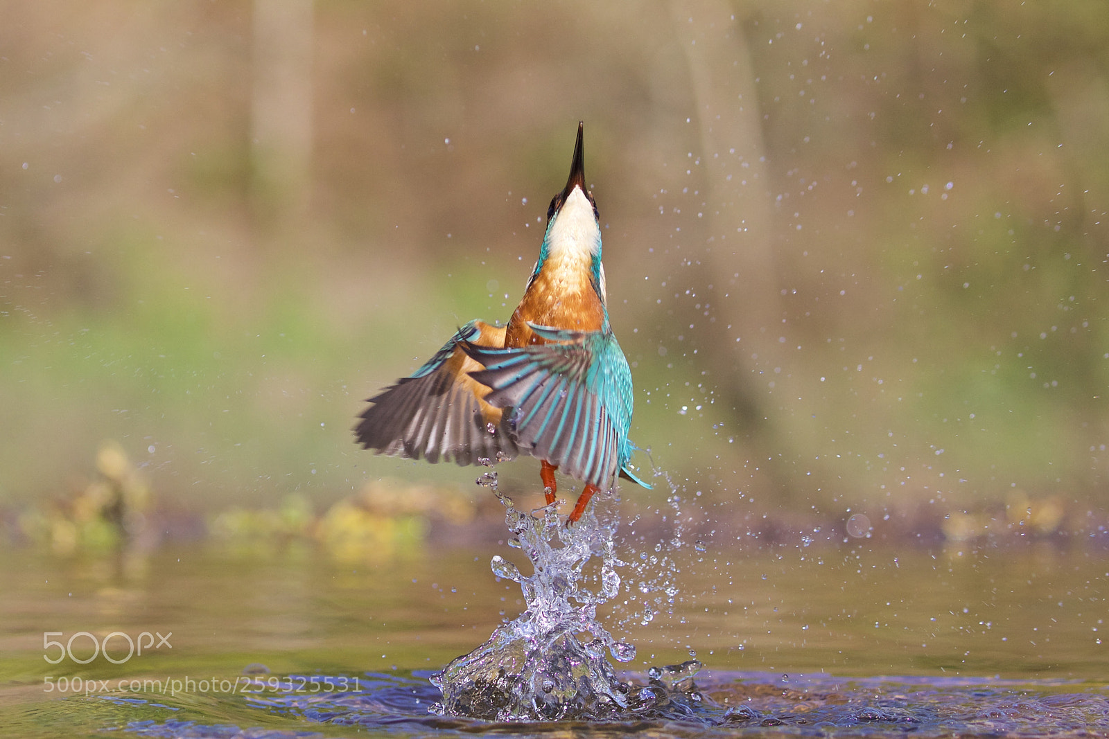 Canon EOS 5D Mark IV sample photo. Kingfisher photography