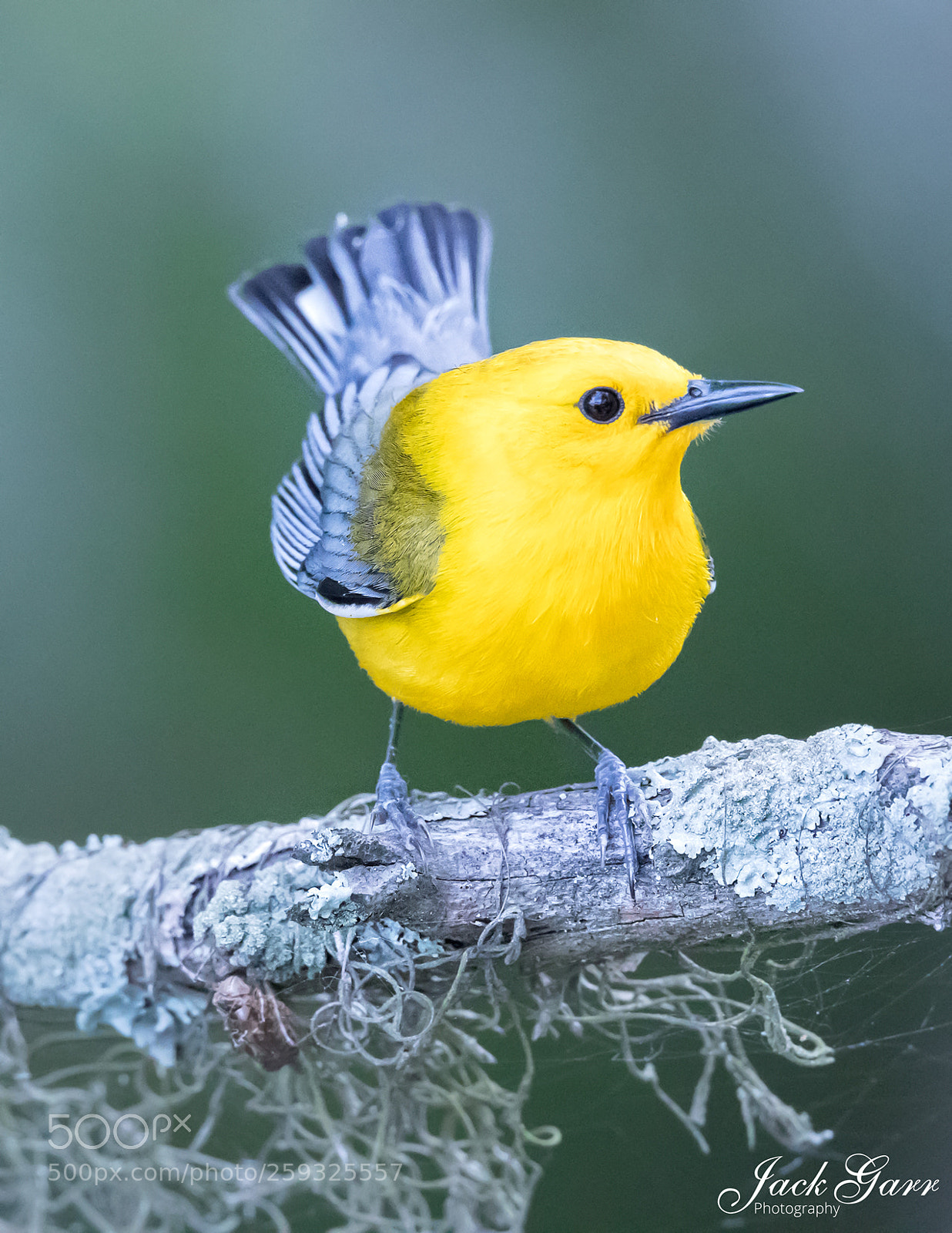 Canon EOS-1D X Mark II sample photo. Prothonotary warbler male portrait photography