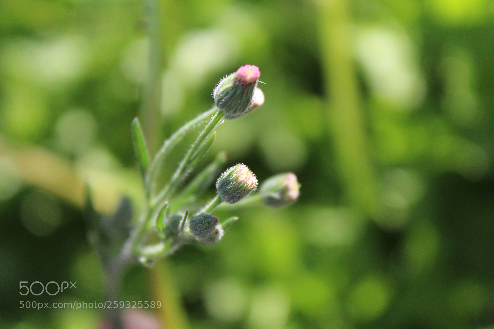 Canon EOS 1200D (EOS Rebel T5 / EOS Kiss X70 / EOS Hi) sample photo. Img photography