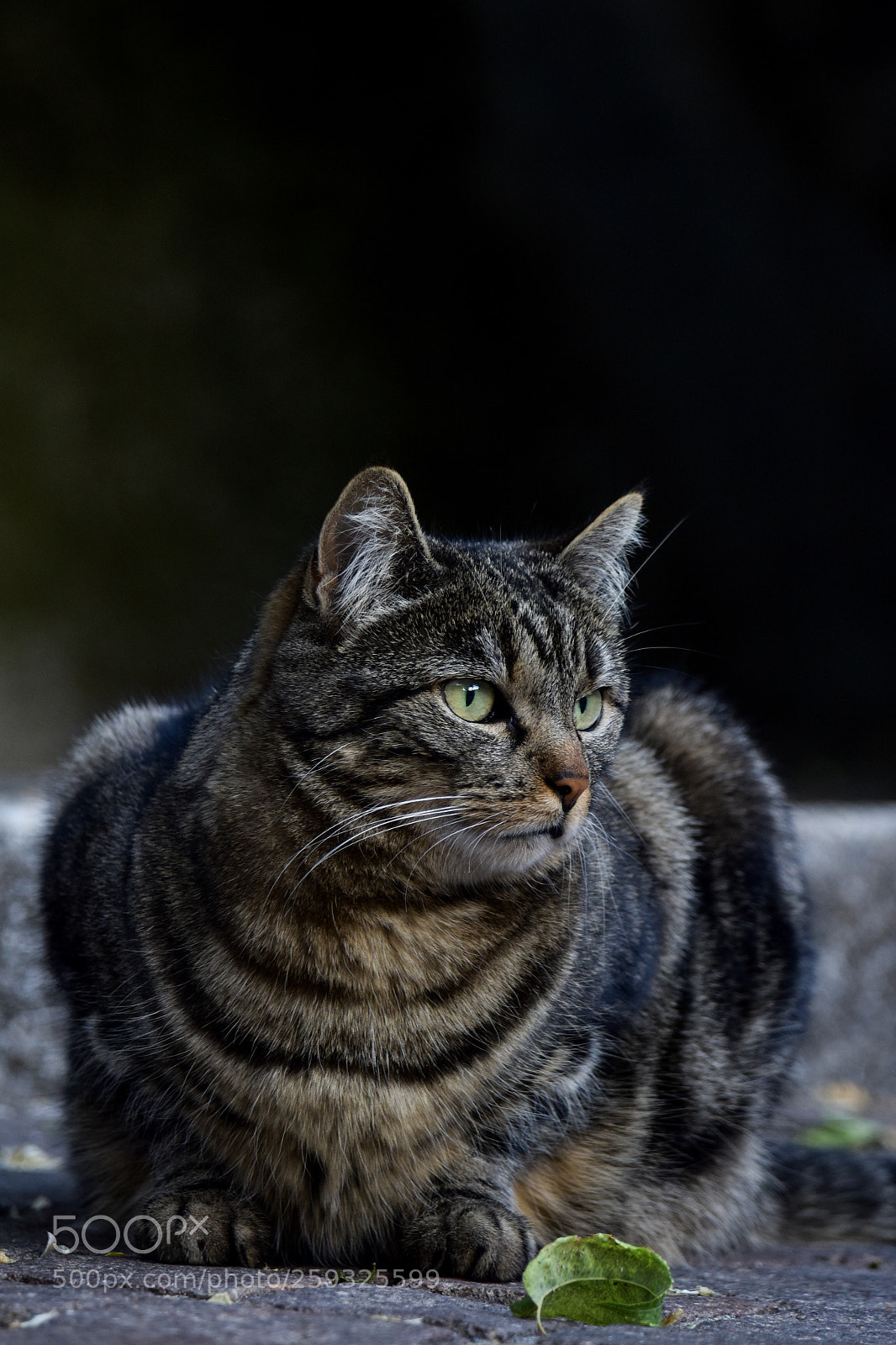 Nikon D810 sample photo. Untitled photography