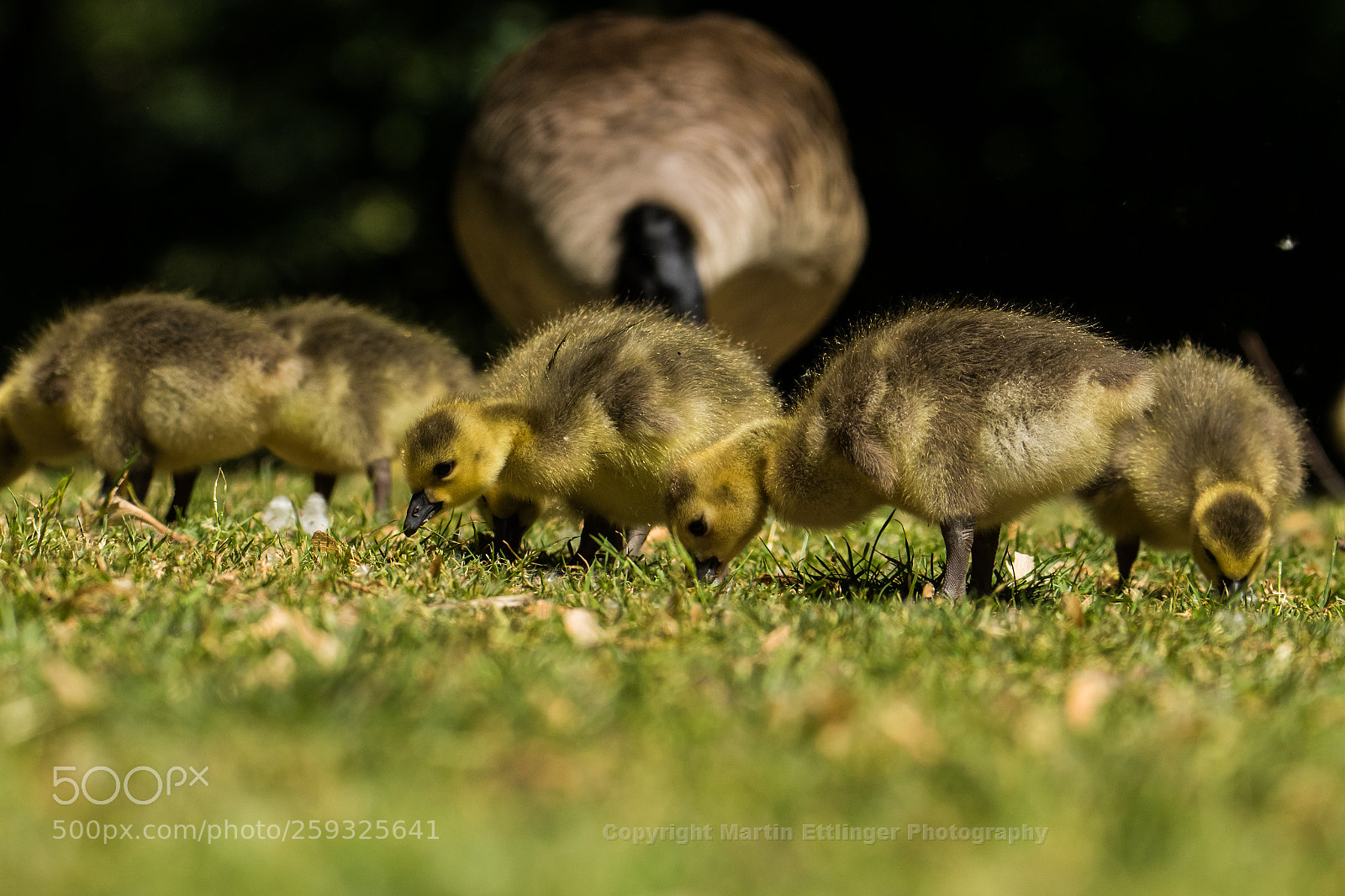 Canon EOS 7D Mark II sample photo. Canada geese chicks branta photography