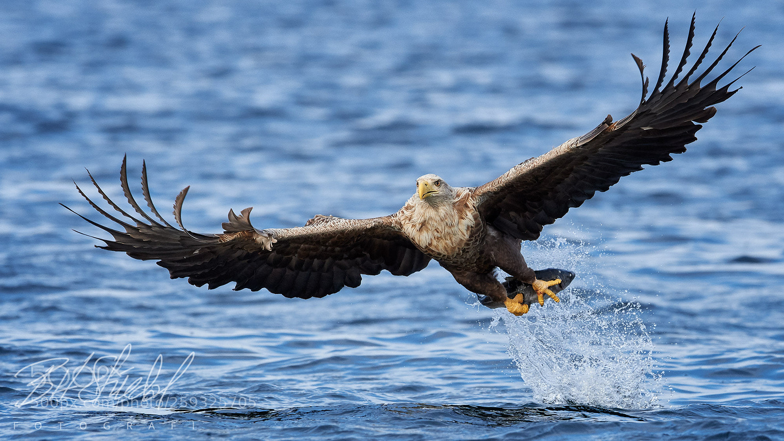 Nikon D5 sample photo. White tailed eagle catching photography