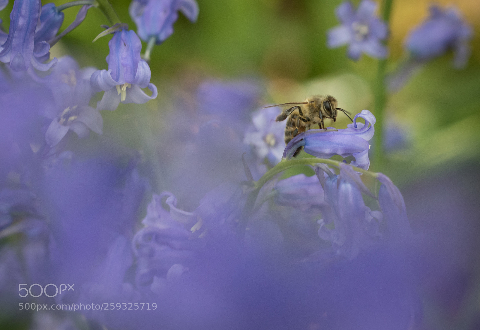 Nikon D5500 sample photo. Bluebell queen photography