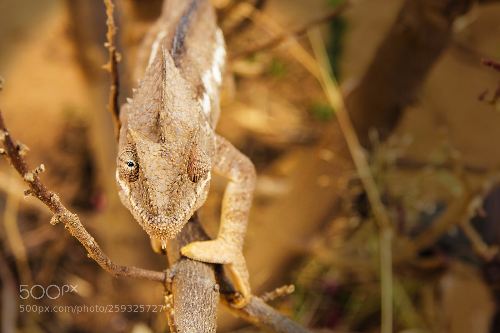 Canon EOS 60D sample photo. The winking chameleon photography