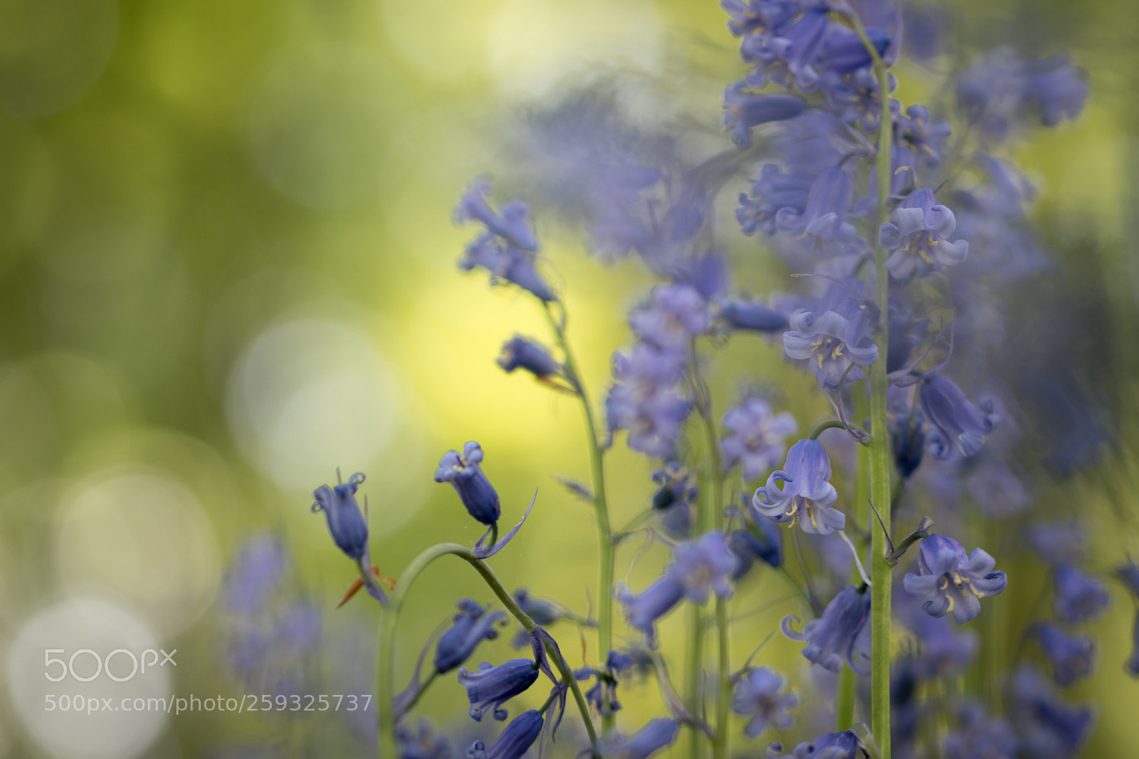 Nikon D5500 sample photo. Forest dream photography