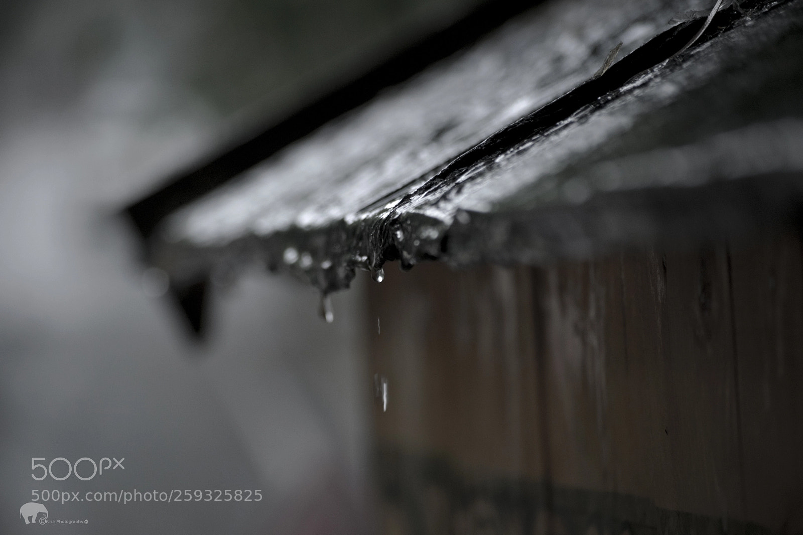 Nikon D5300 sample photo. Rain drop photography