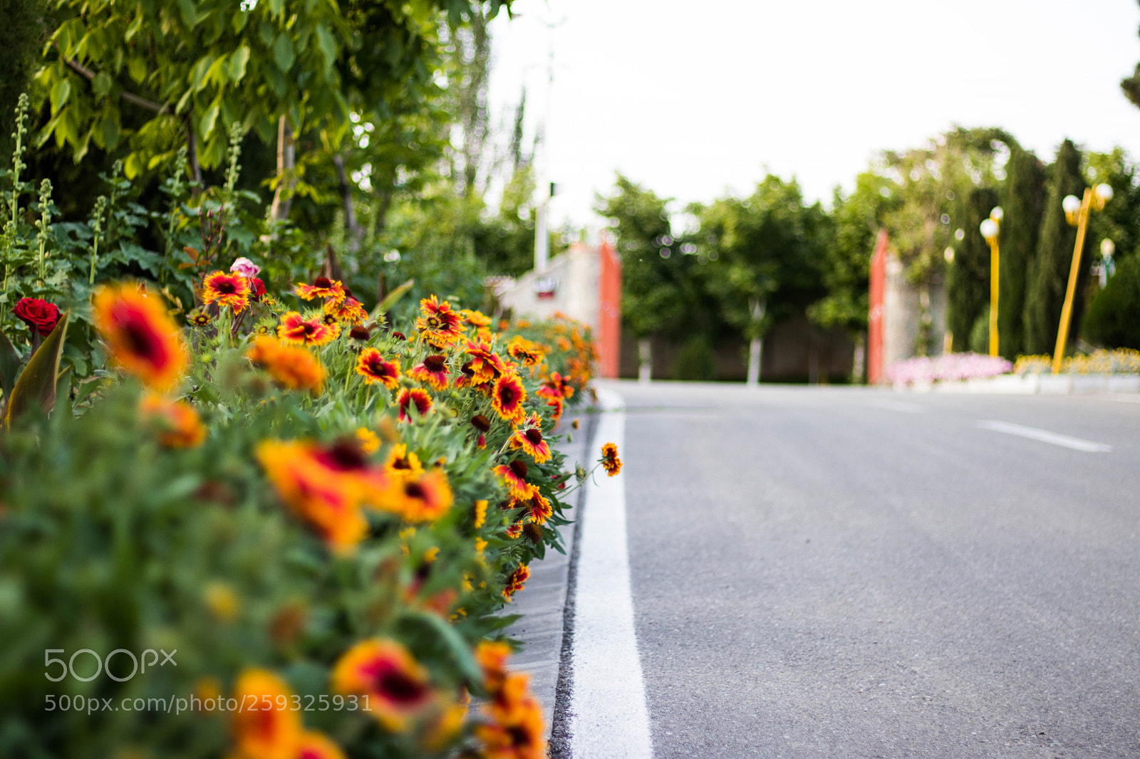 Canon EOS 77D (EOS 9000D / EOS 770D) sample photo. Happy flowers photography