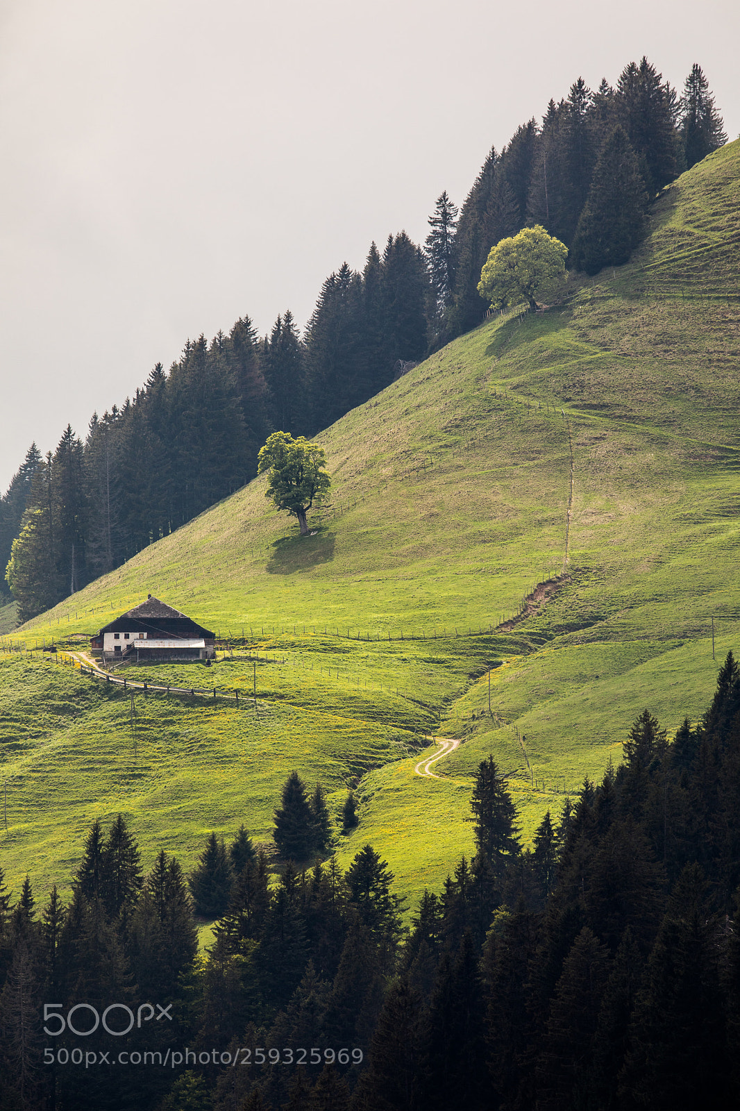 Canon EOS 5D Mark IV sample photo. Lac noir - mai 2018 photography