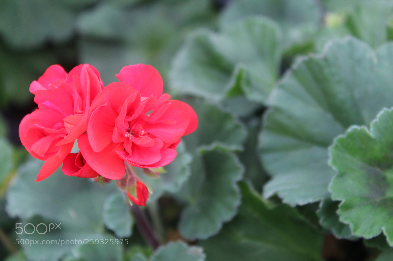 Canon EOS 1300D (EOS Rebel T6 / EOS Kiss X80) sample photo. Composition photography