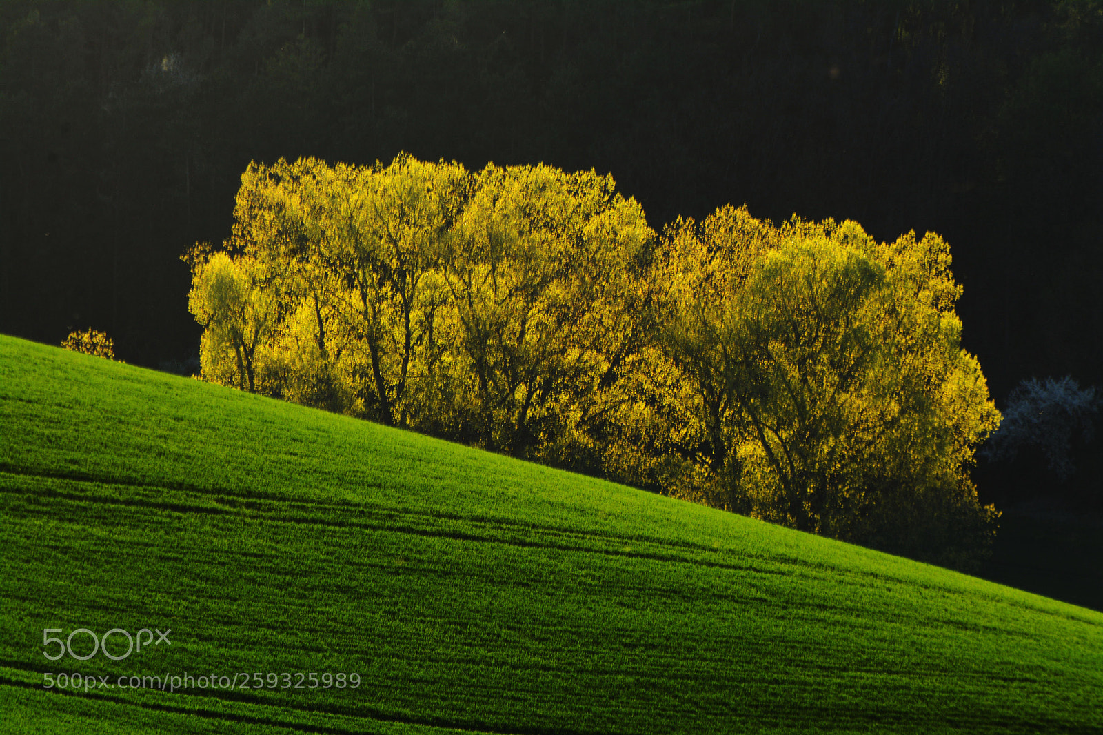 Nikon D7100 sample photo. Spring trees photography