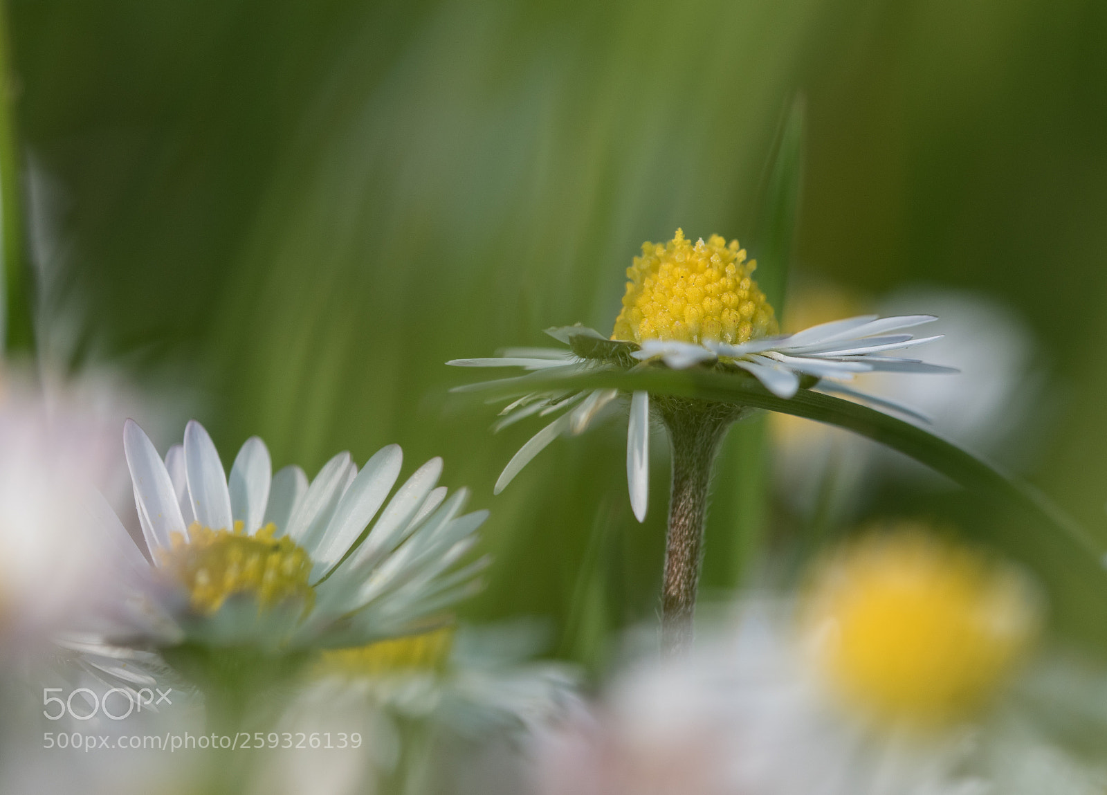Nikon D5500 sample photo. Spring photography