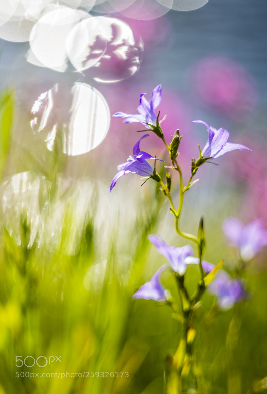 Canon EOS 5D Mark IV sample photo. Flowers on sun photography