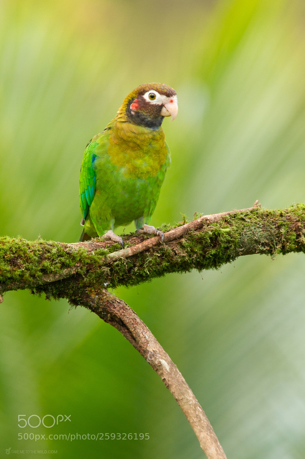 Canon EOS 7D sample photo. Brown-hooded parrot  photography
