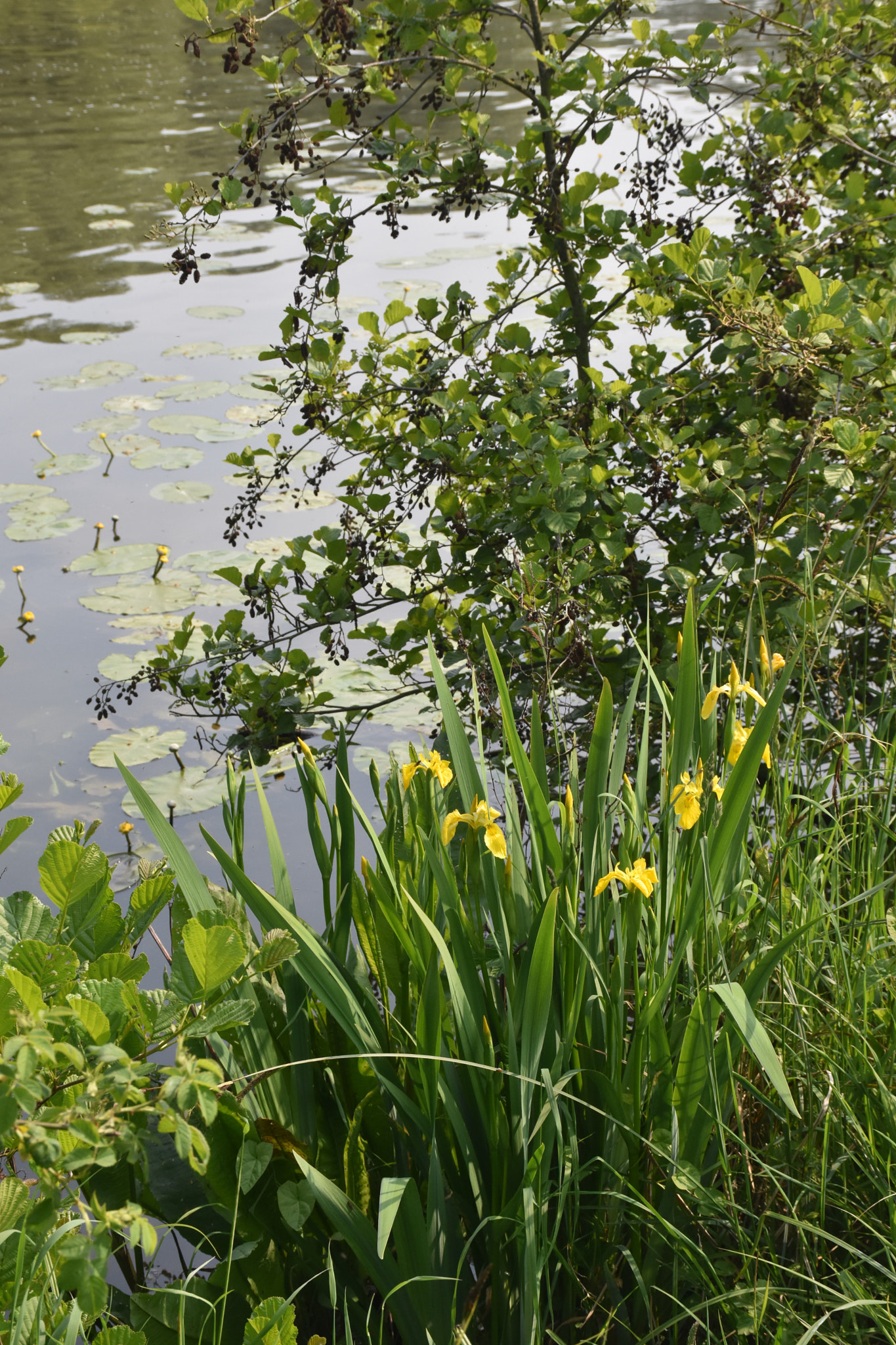 Nikon D7200 sample photo