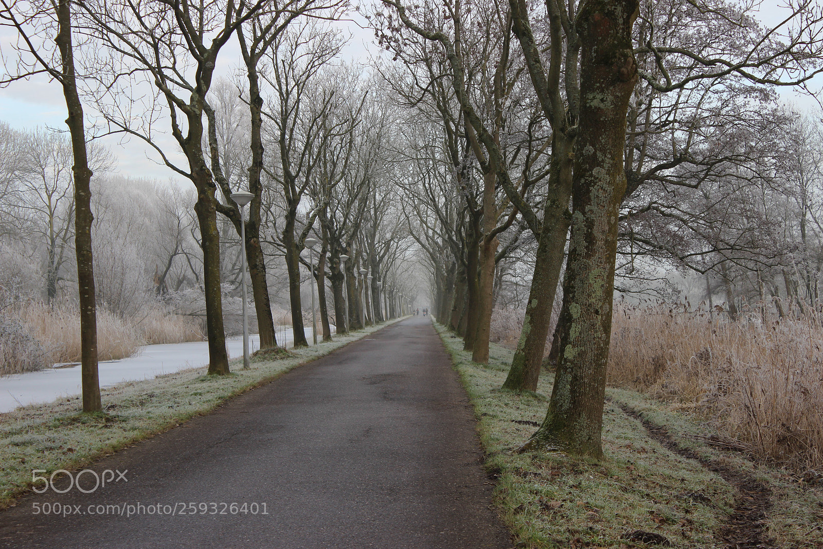 Canon EOS 600D (Rebel EOS T3i / EOS Kiss X5) sample photo. Icy winter afternoon photography