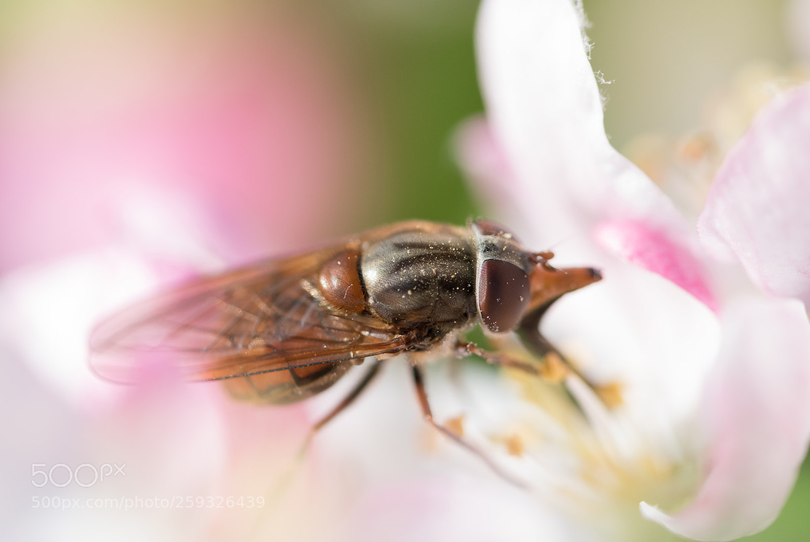 Nikon D5500 sample photo. Spring buzzz photography