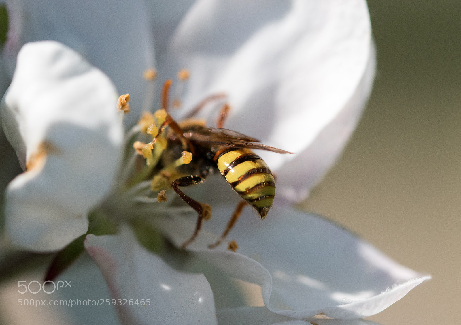 Nikon D5500 sample photo. Feast photography