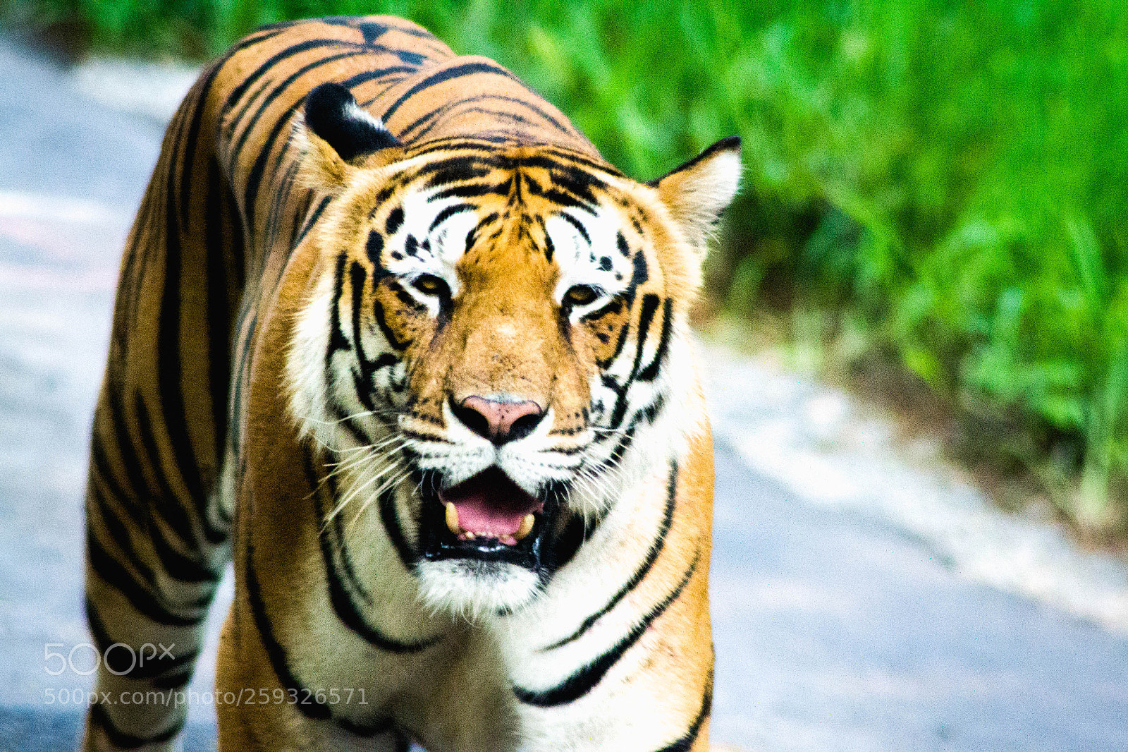 Nikon D3100 sample photo. The walk of pride photography
