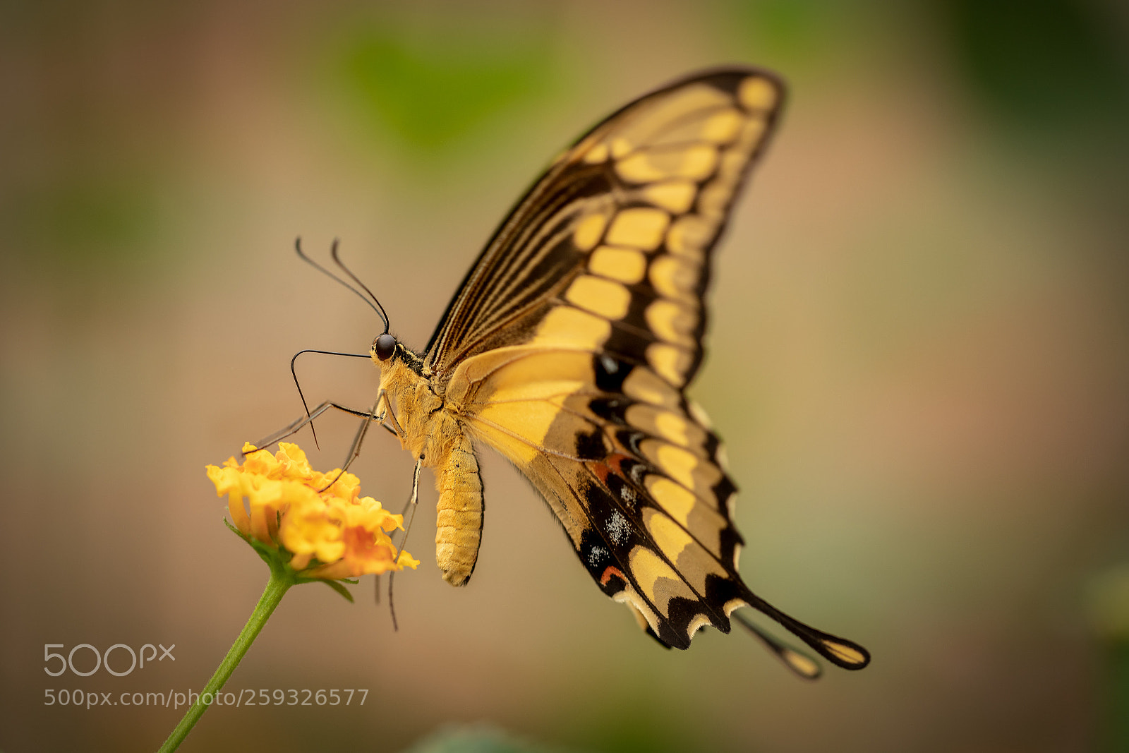 Sony a7R III sample photo. Butterfly photography