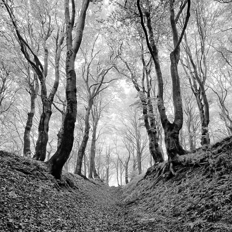 Nikon D800 sample photo. Sunken lane photography