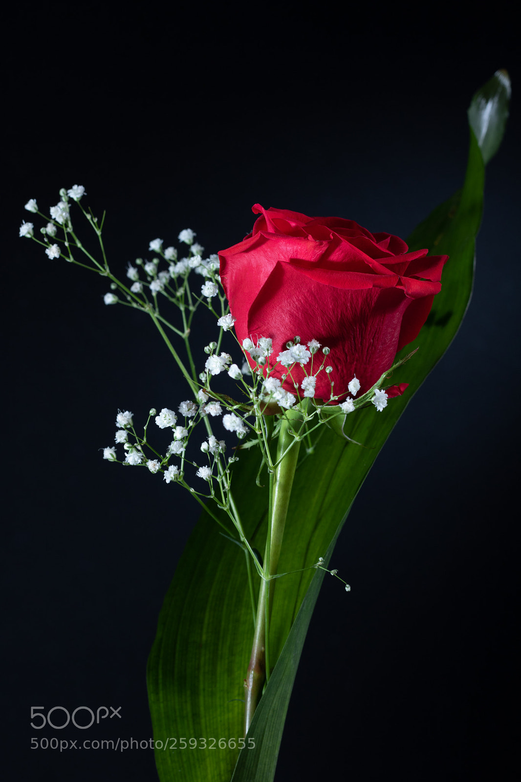 Canon EOS 750D (EOS Rebel T6i / EOS Kiss X8i) sample photo. Roses photography