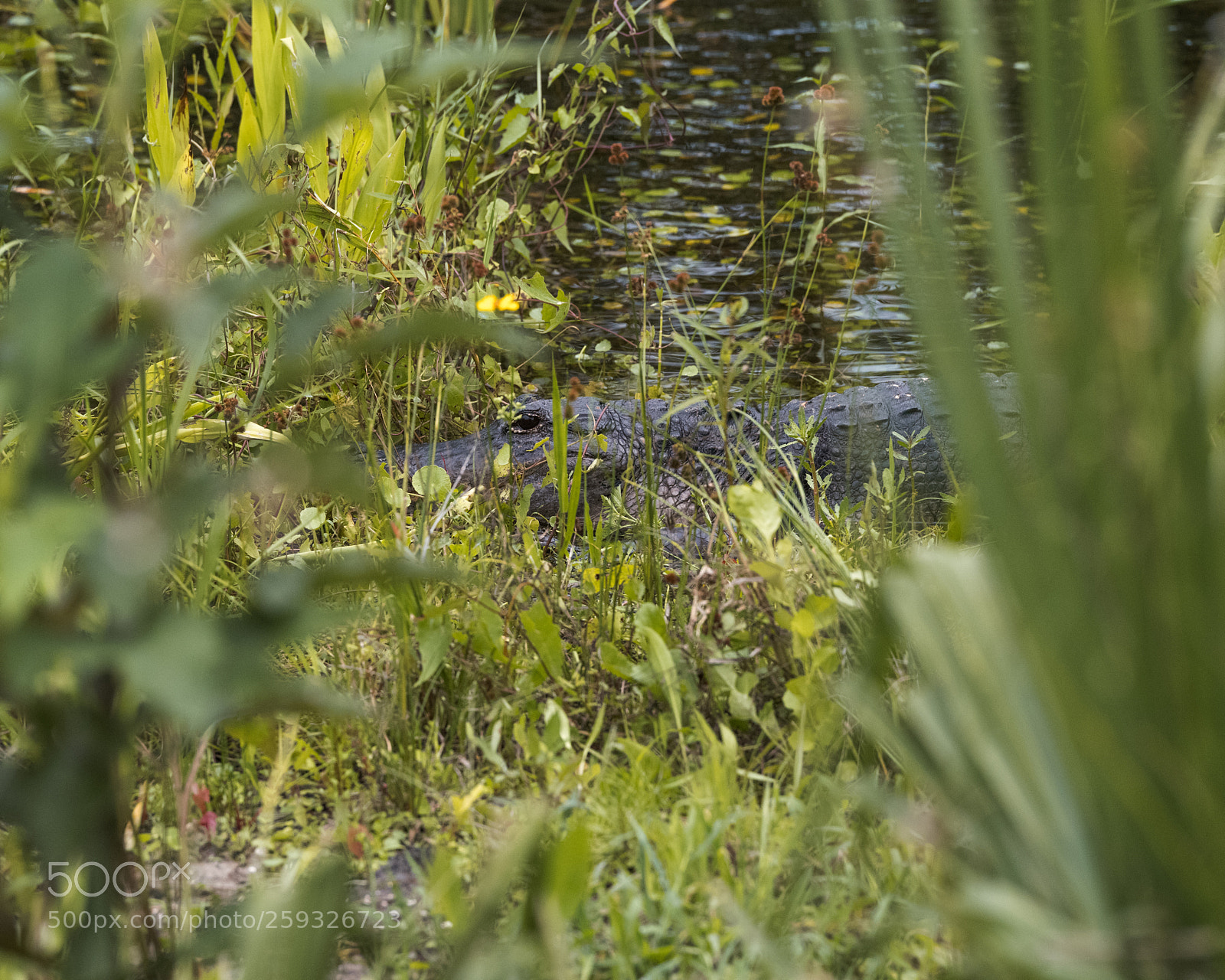 Pentax K-1 sample photo. Auge von der alligator photography