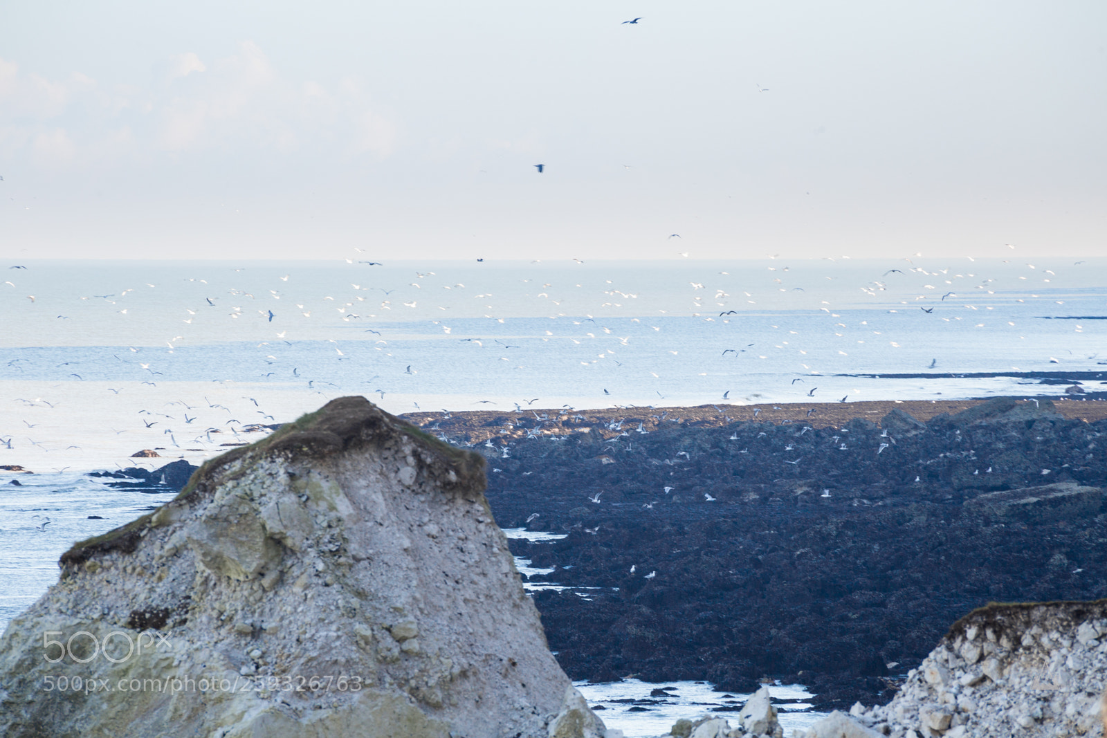 Canon EOS 6D sample photo. Seagulls life photography