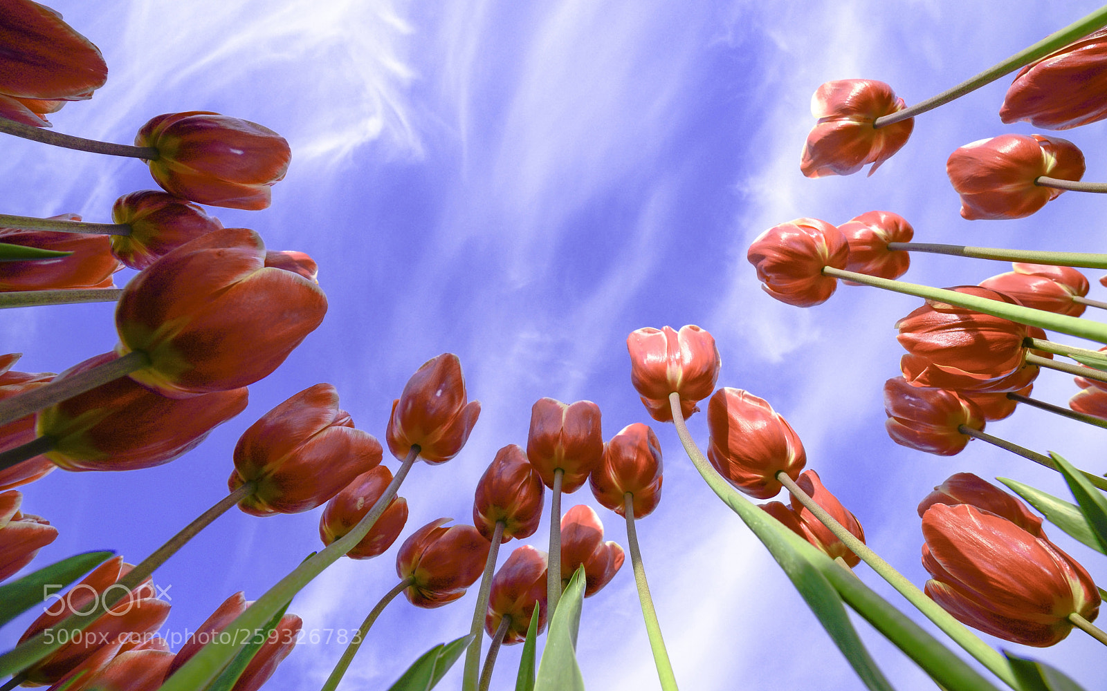 Nikon D610 sample photo. Tulips and the sky photography