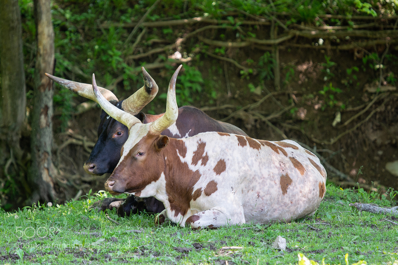 Nikon D7100 sample photo. Two watusi photography