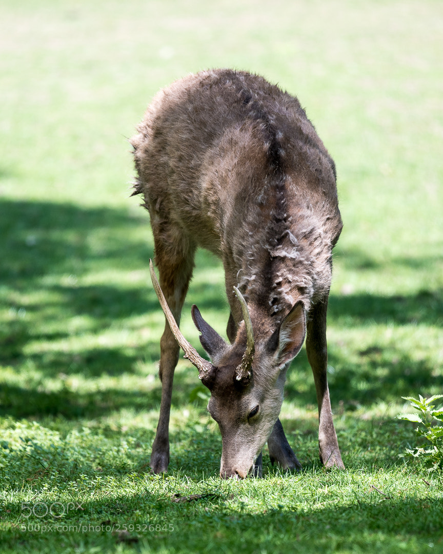 Nikon D500 sample photo. O deer photography