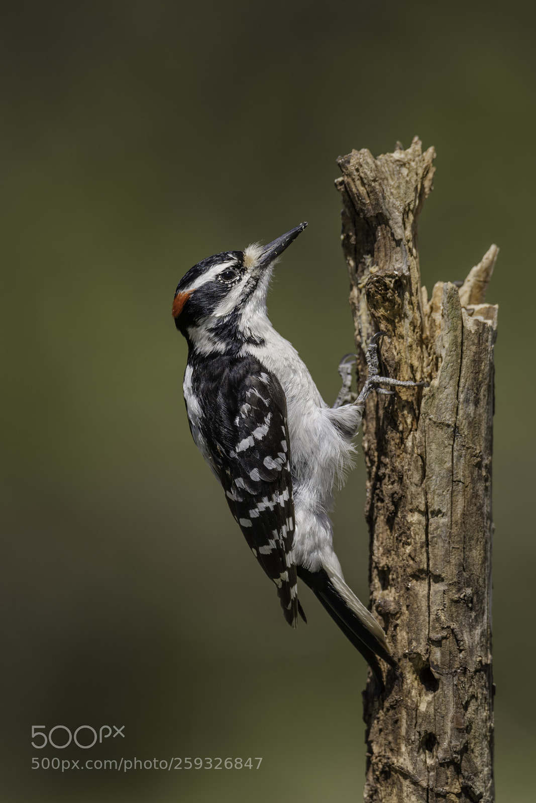 Nikon D850 sample photo. A male hairy woodpecker photography