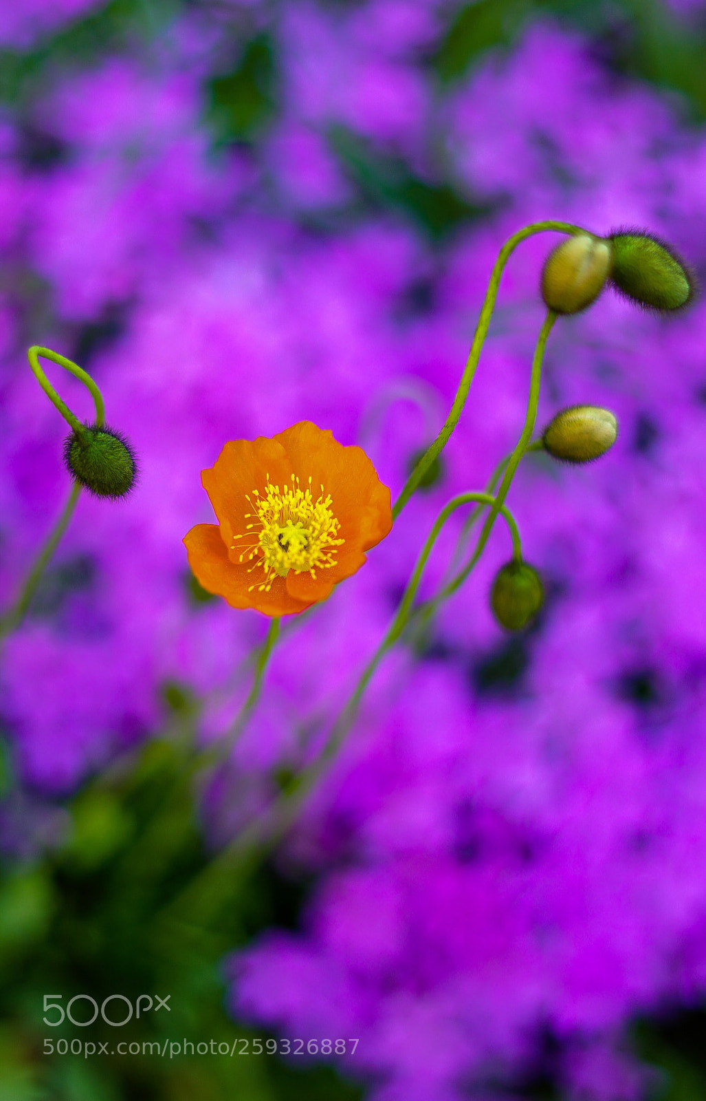 Sony a7 II sample photo. "young poppies" photography