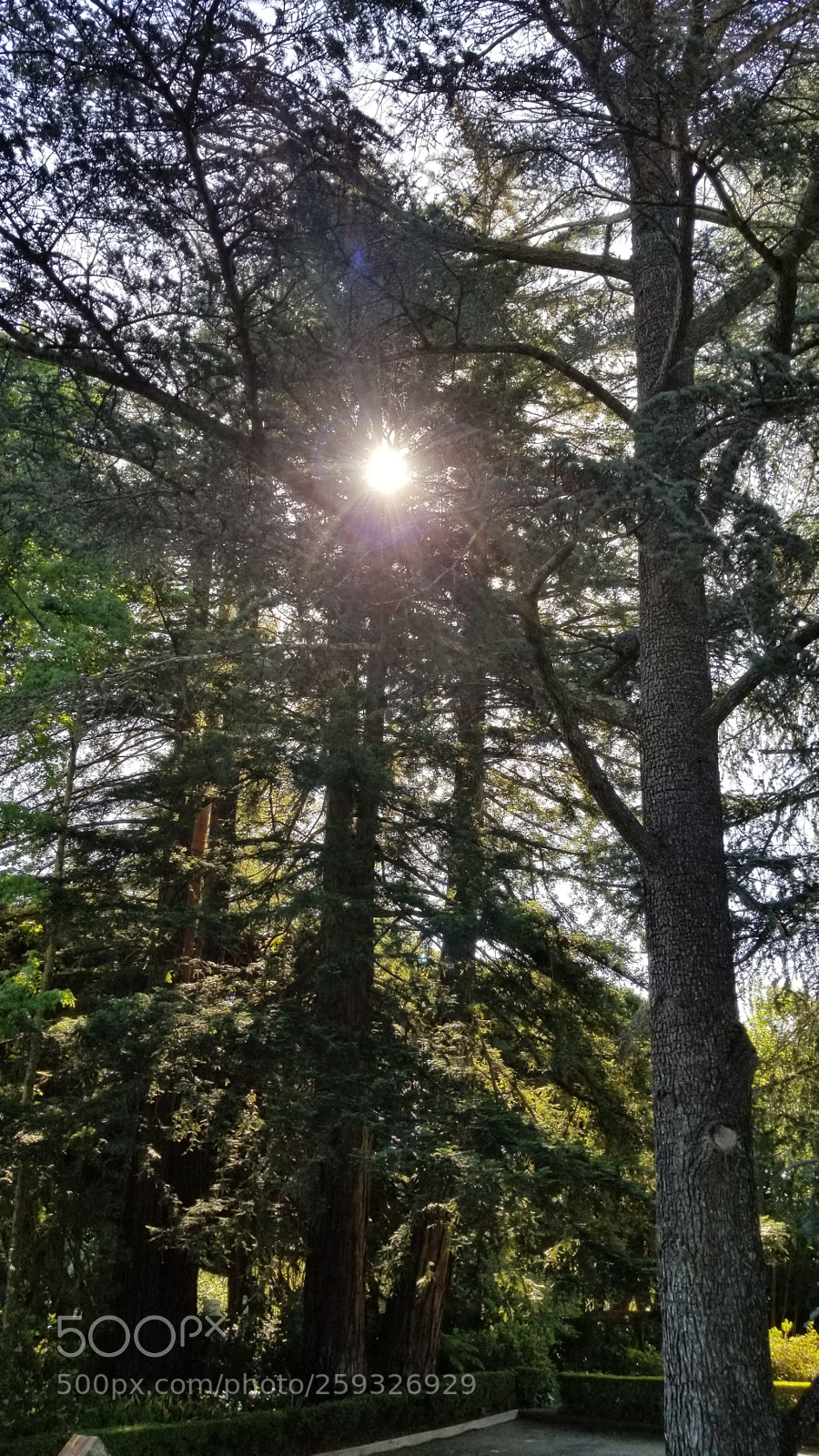 Samsung Galaxy S8+ sample photo. Untitled photography