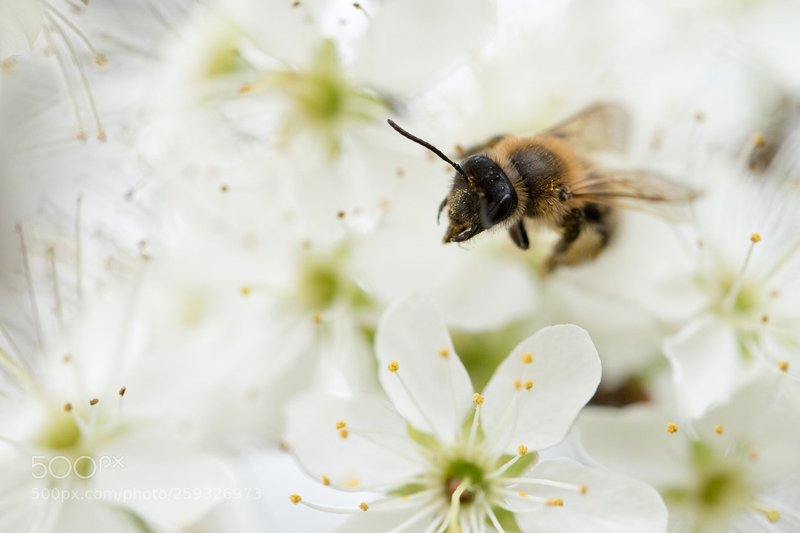 Nikon D5500 sample photo. White paradise photography