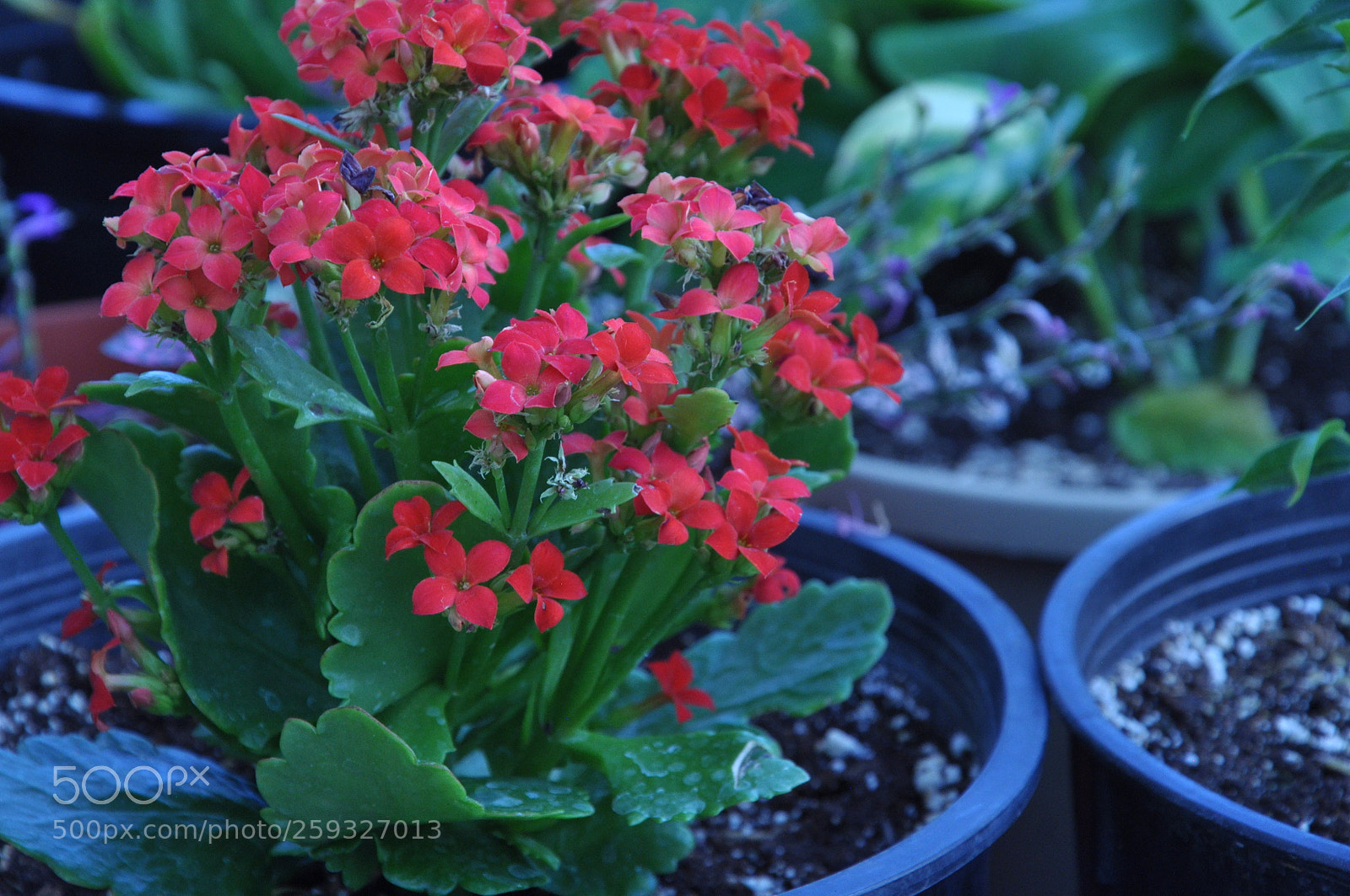 Nikon D90 sample photo. Manual mode photography