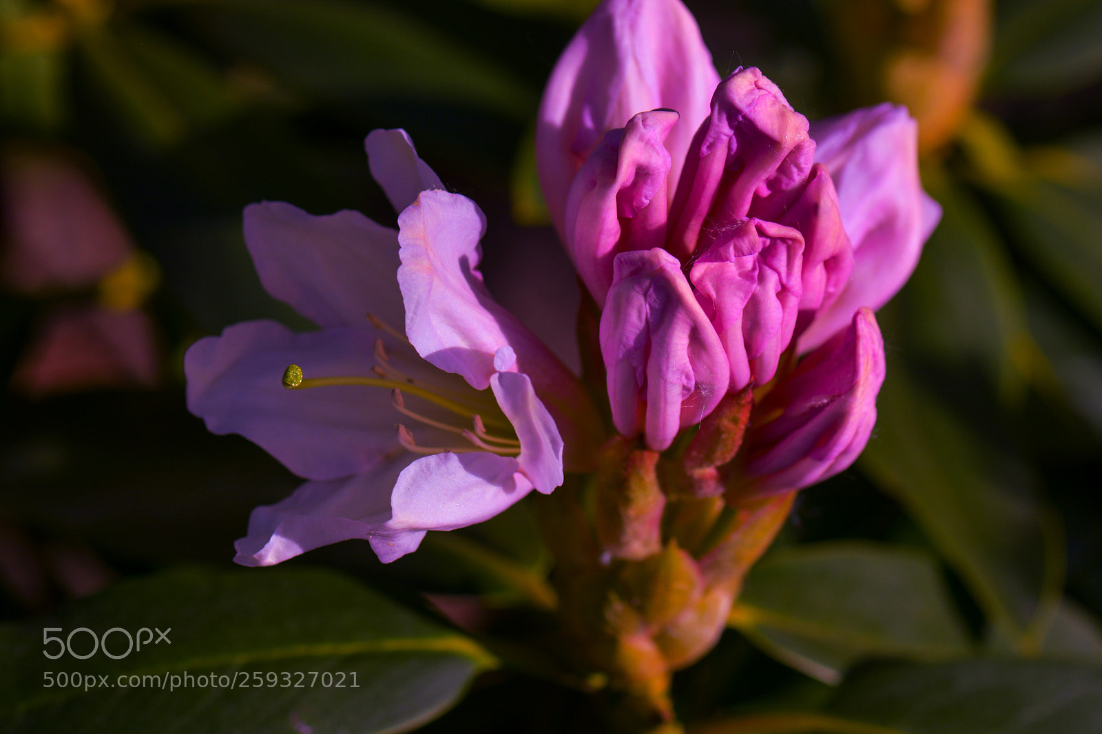 Nikon D7100 sample photo. Pink rhododendron in the photography