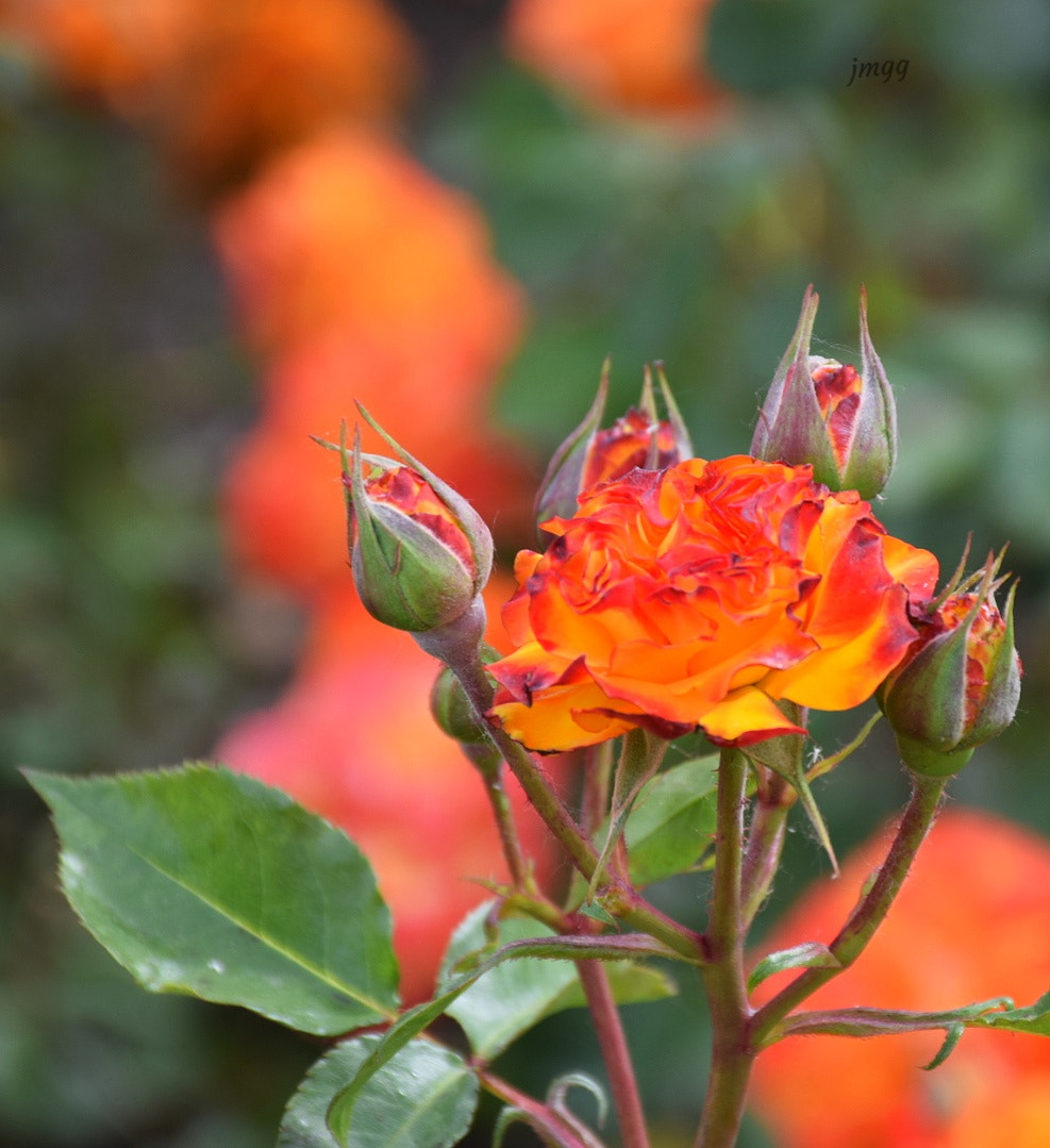 Nikon D5300 sample photo. Rosaleda parque del oeste photography