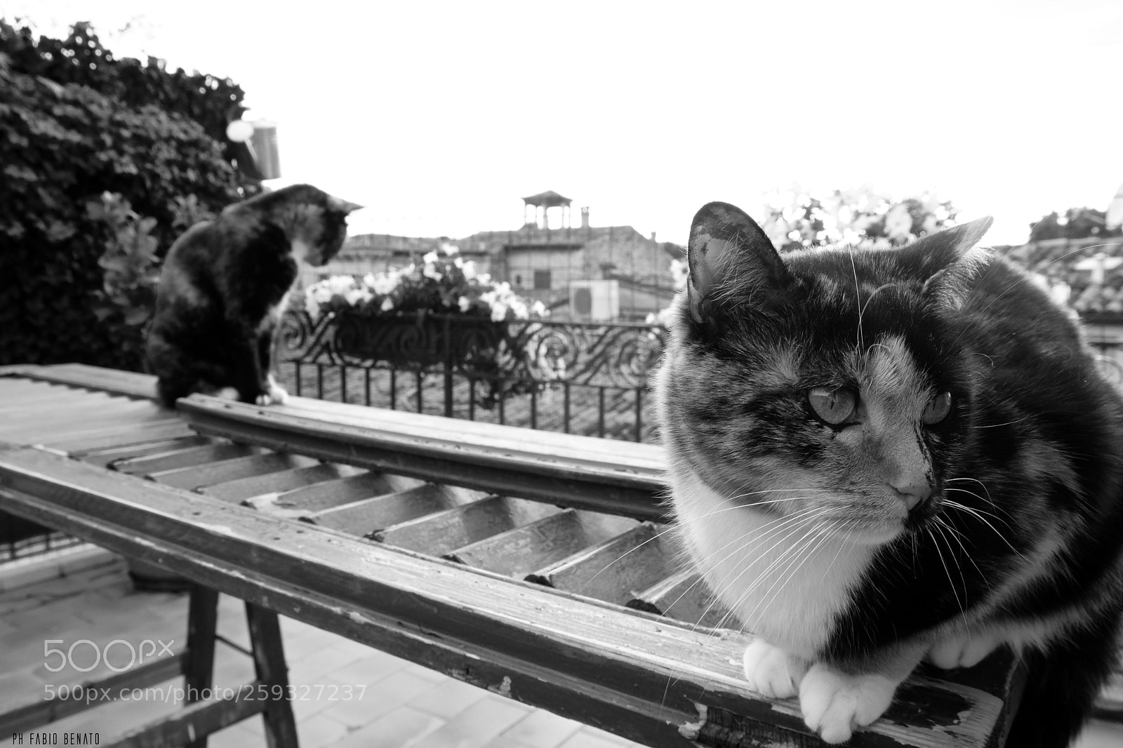 Fujifilm X-T2 sample photo. Serena and venus photography