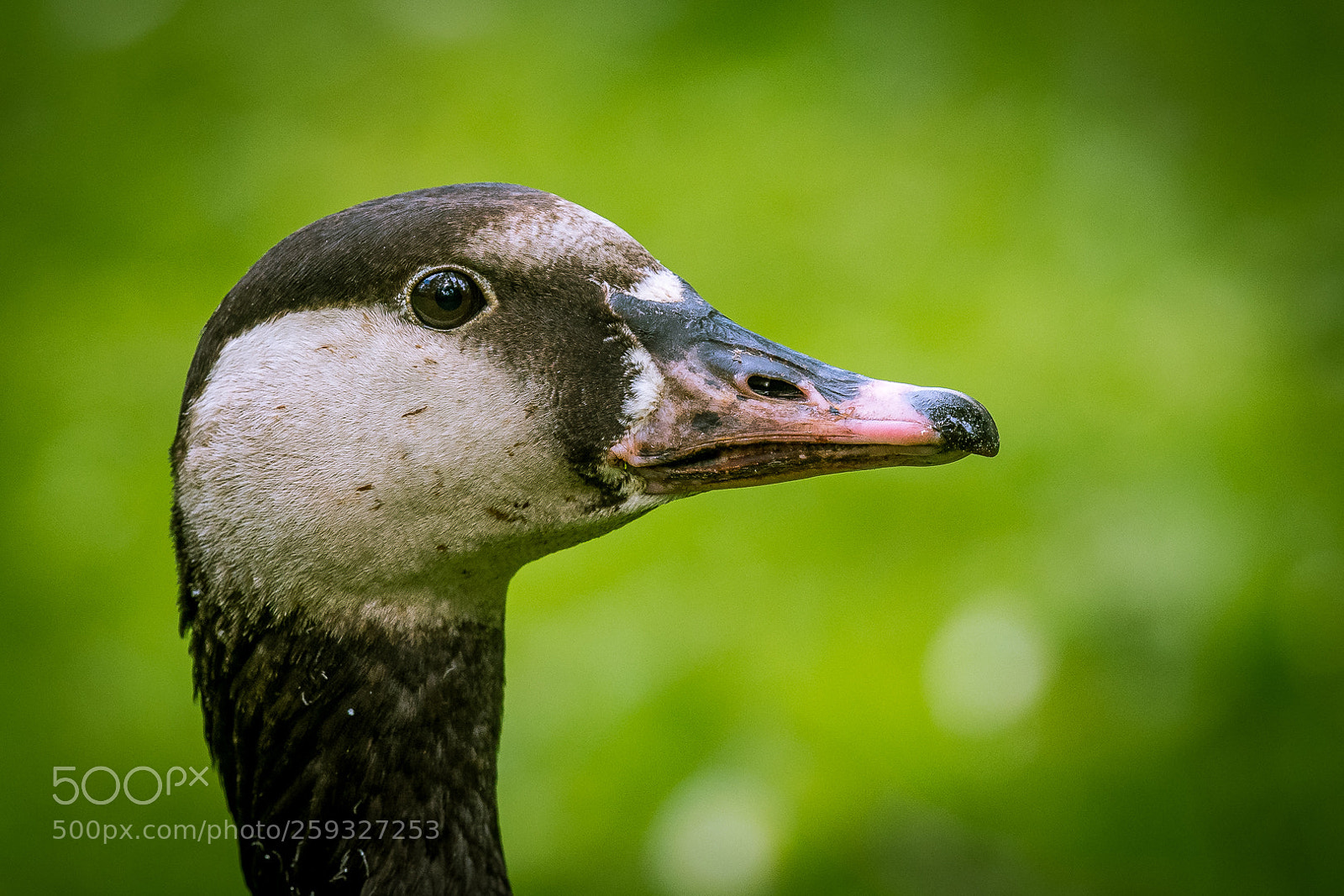 Nikon D500 sample photo. Duck face photography