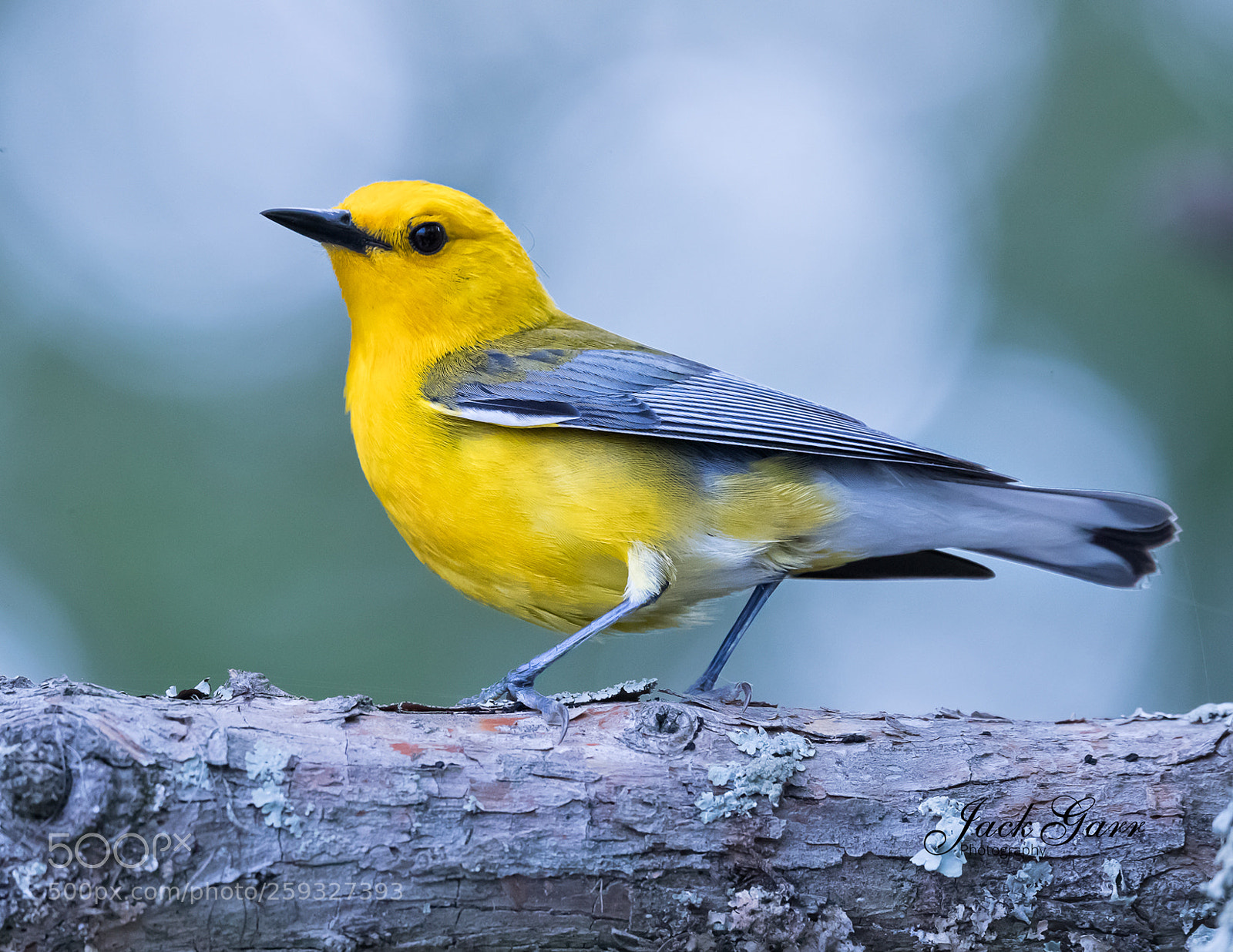 Canon EOS-1D X Mark II sample photo. Prothonotary warbler side view photography