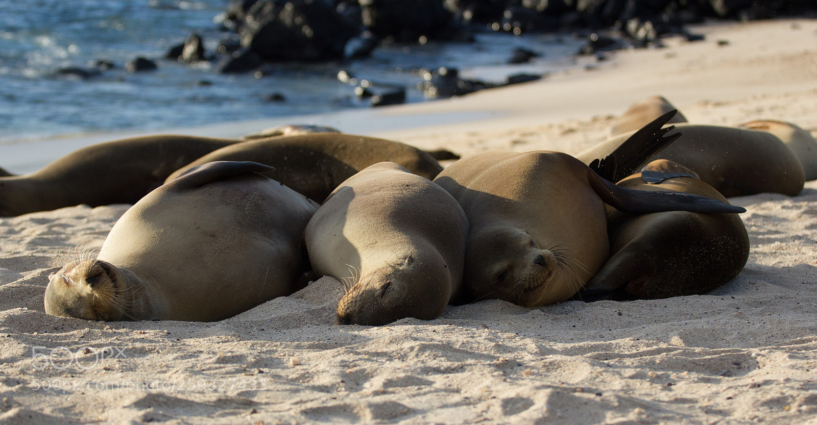 Canon EOS 550D (EOS Rebel T2i / EOS Kiss X4) sample photo. Sea lions galapagos photography