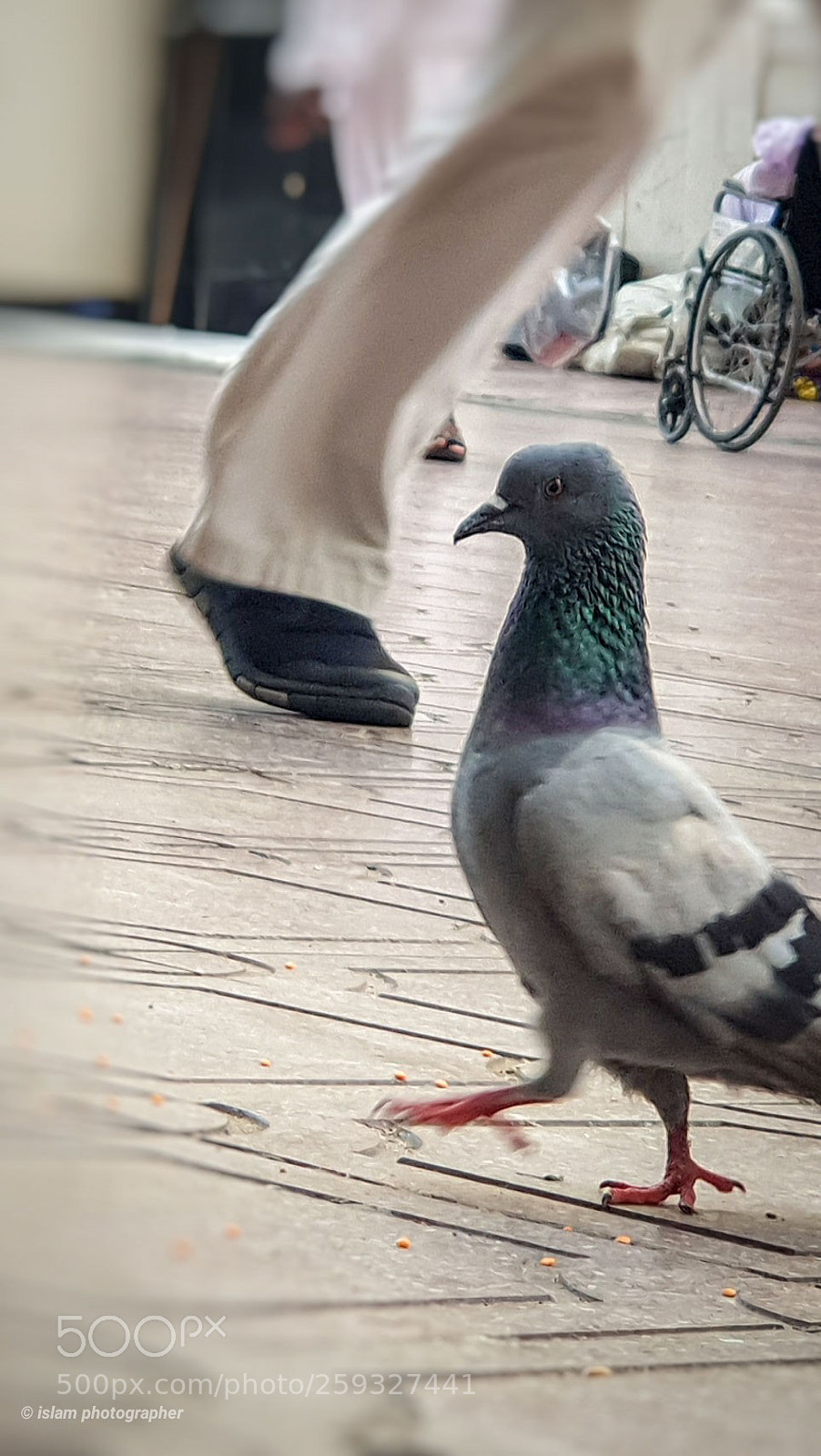 Samsung Galaxy S9+ sample photo. Pigeon photography