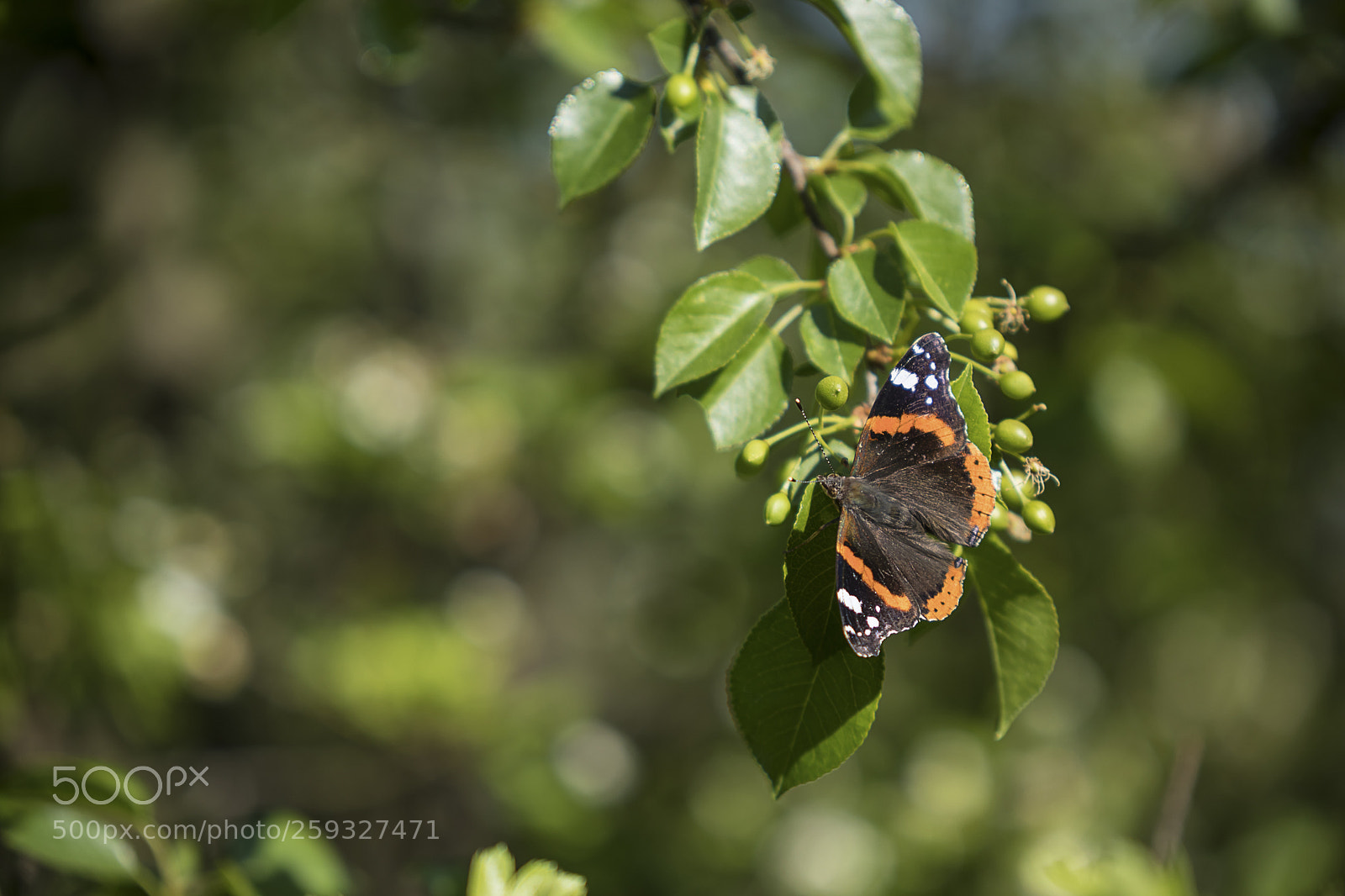 Canon EOS 5D Mark IV sample photo. Www psphoto cz photography