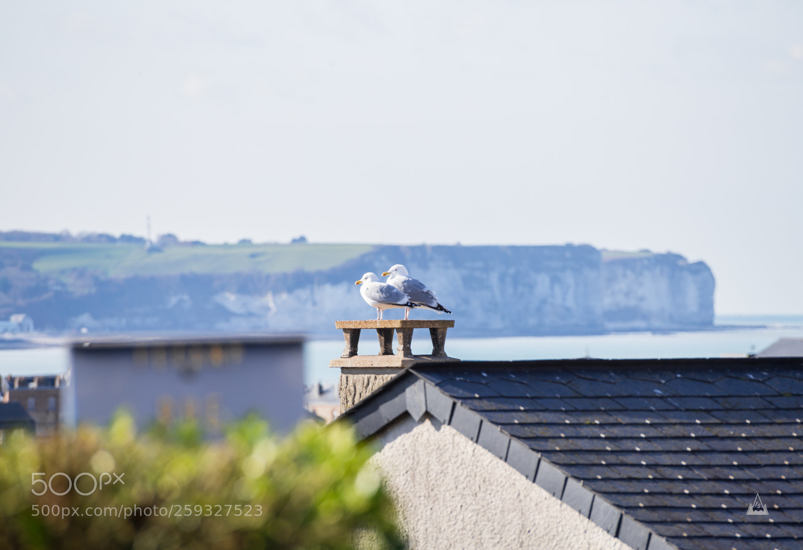 Canon EOS 6D sample photo. Seagulls morningtalk photography