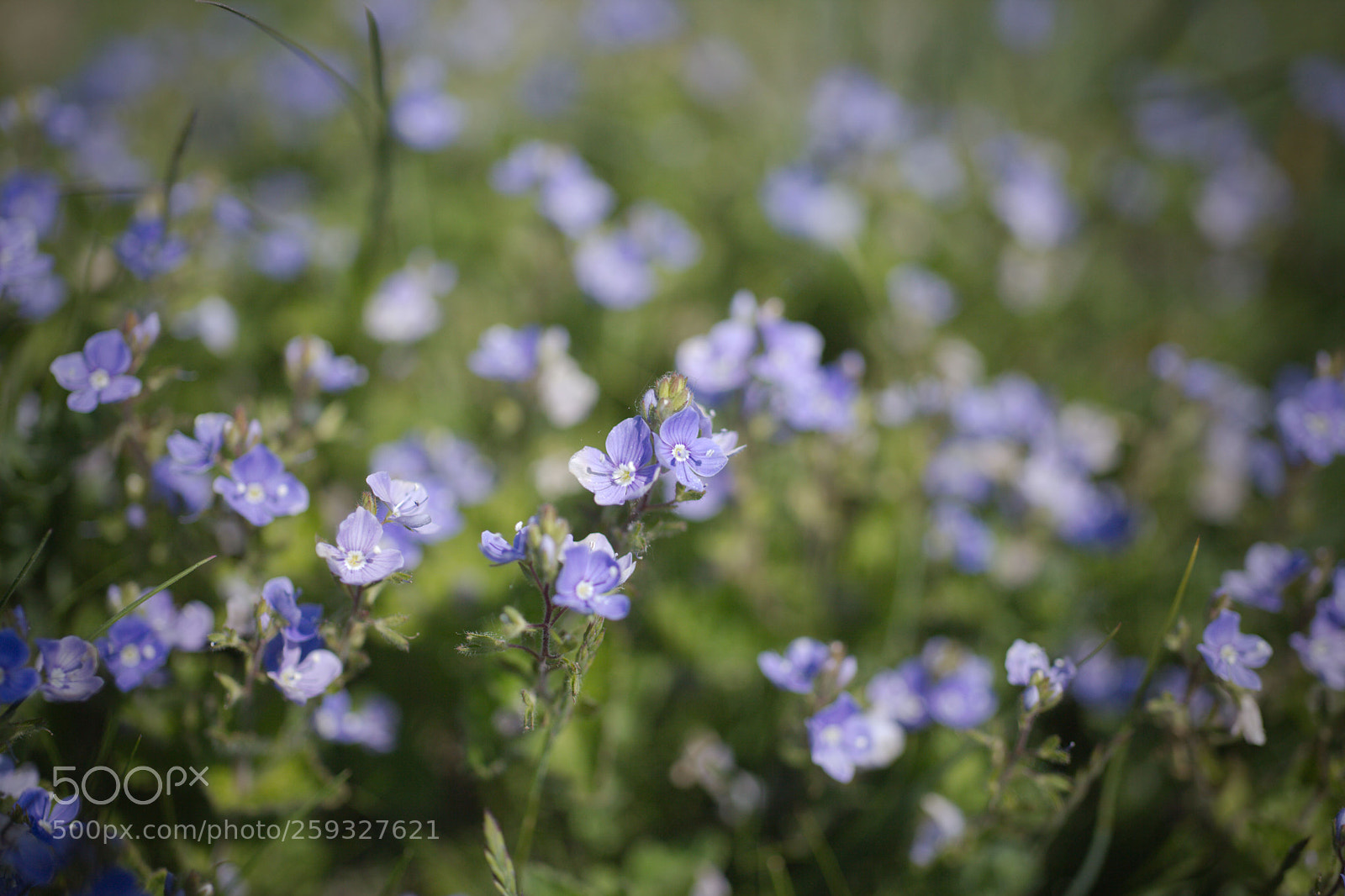 Canon EOS 5D Mark II sample photo. Forget-me-not photography