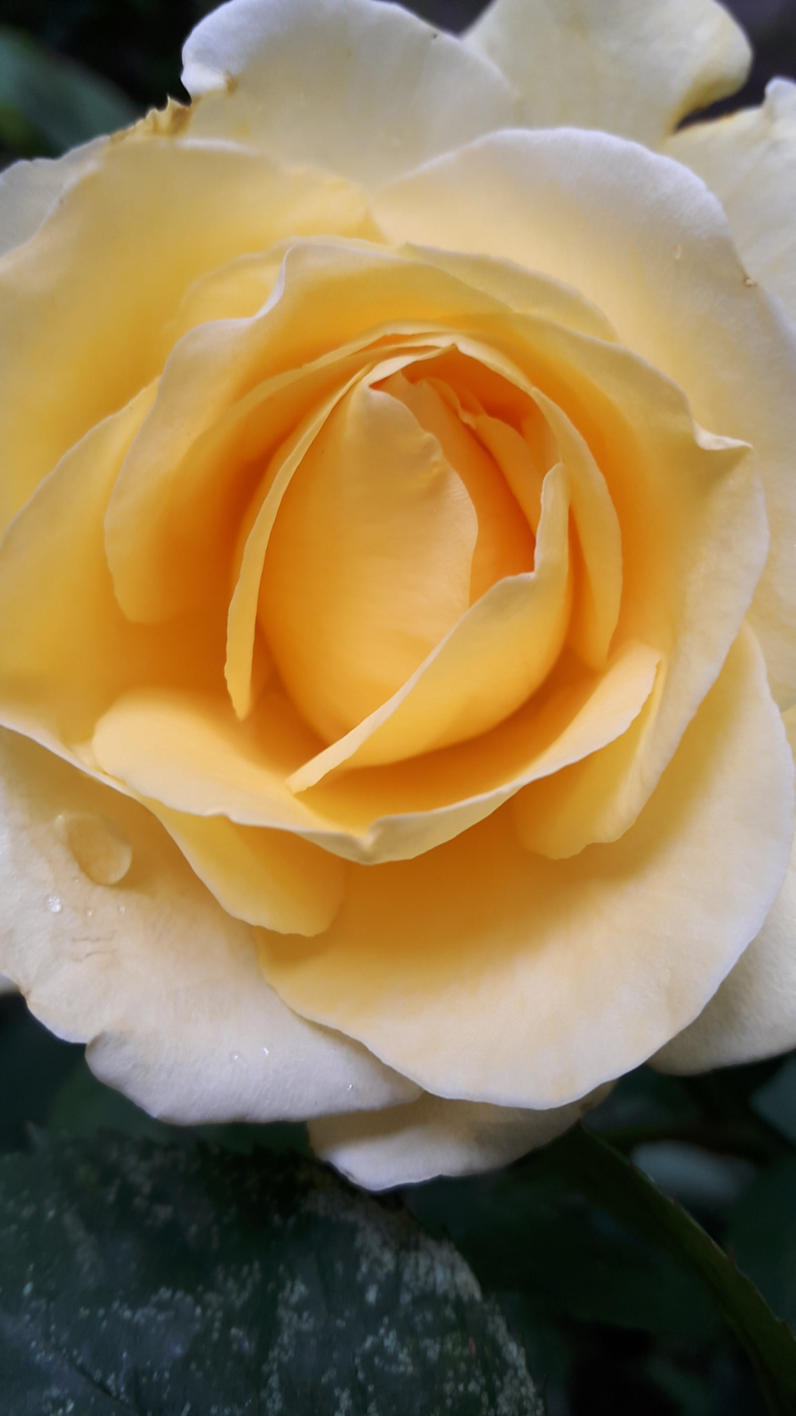 Samsung Galaxy A8 sample photo. Yellow rose.. photography