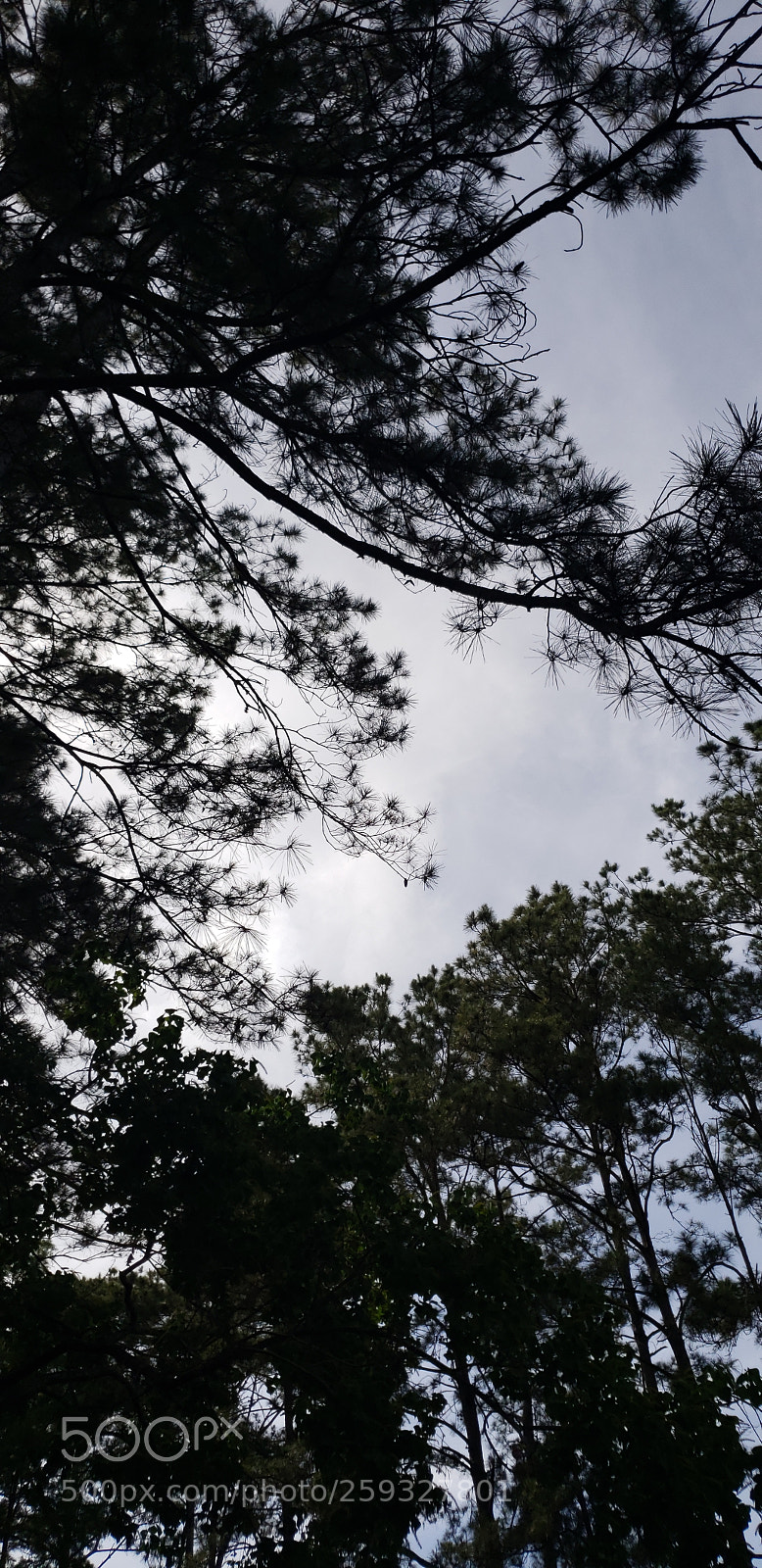 Samsung Galaxy S9 sample photo. Untitled photography