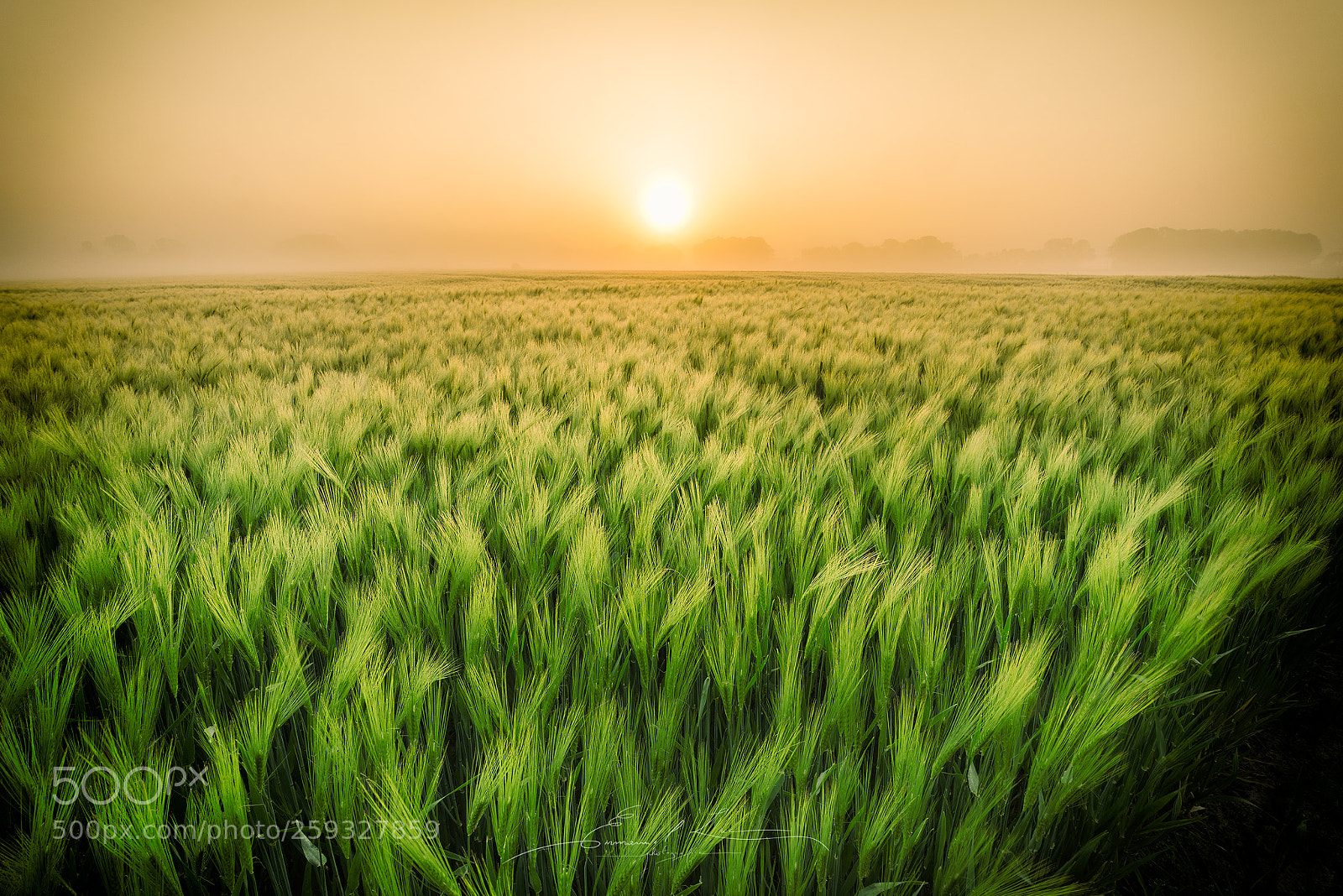 Sony a7R II sample photo. Praying morning (pentecôte) photography